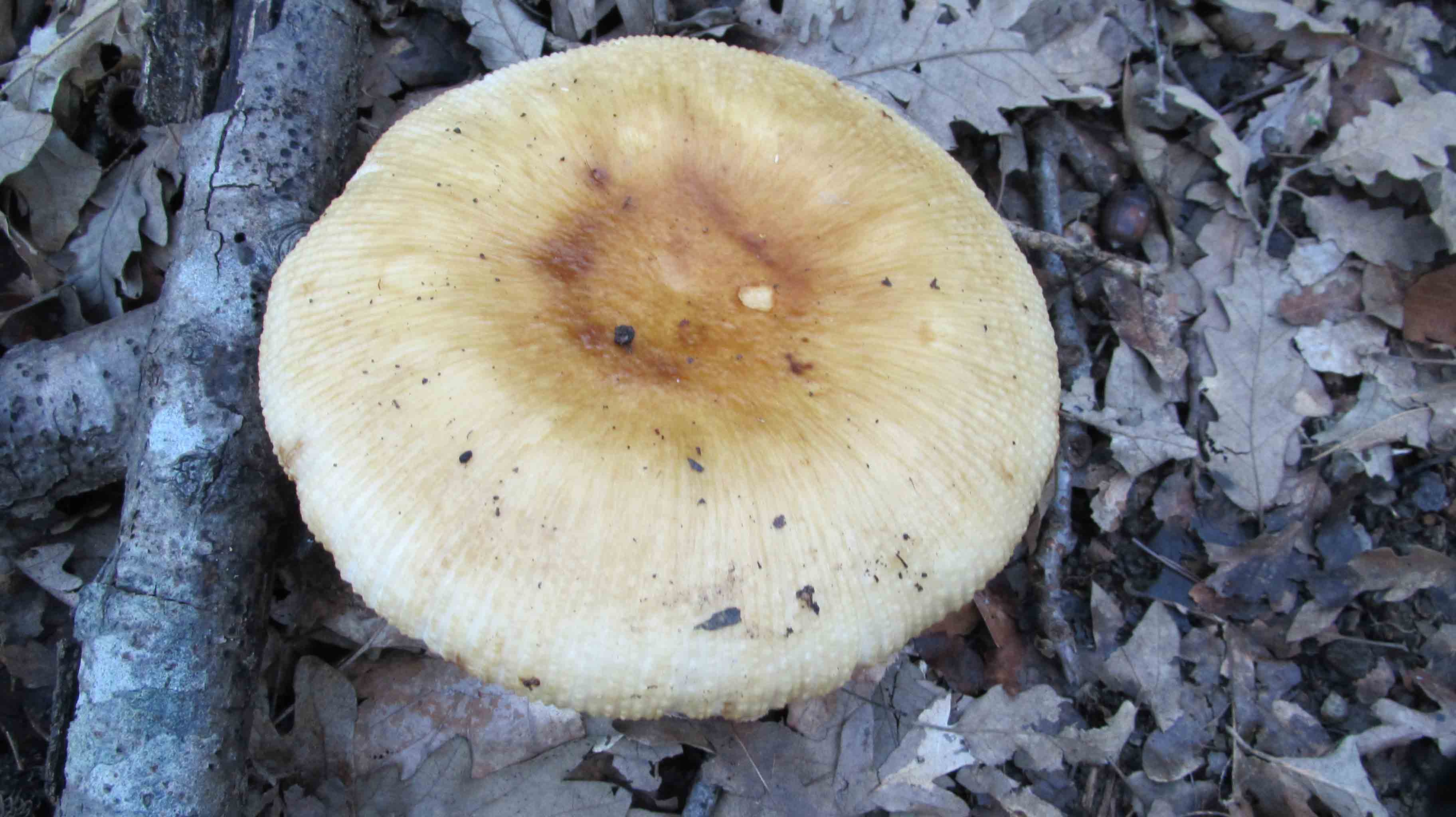 Quando la macchia � cosi'' ... le foto sono d''obbligo.