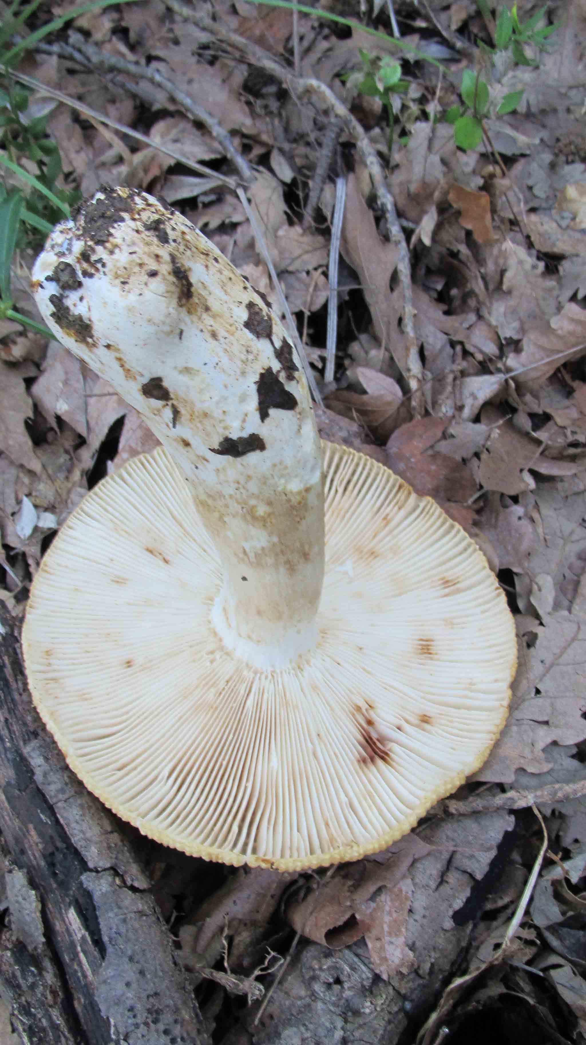 Quando la macchia � cosi'' ... le foto sono d''obbligo.