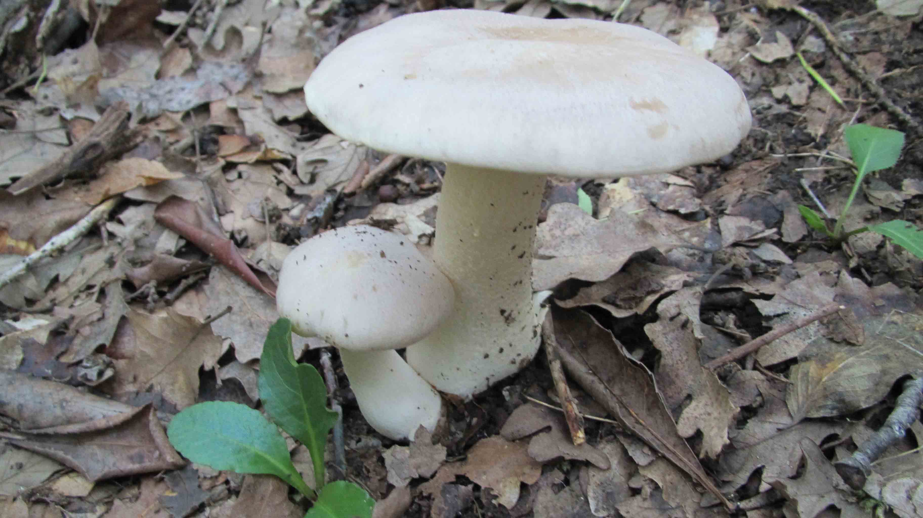 Quando la macchia � cosi'' ... le foto sono d''obbligo.