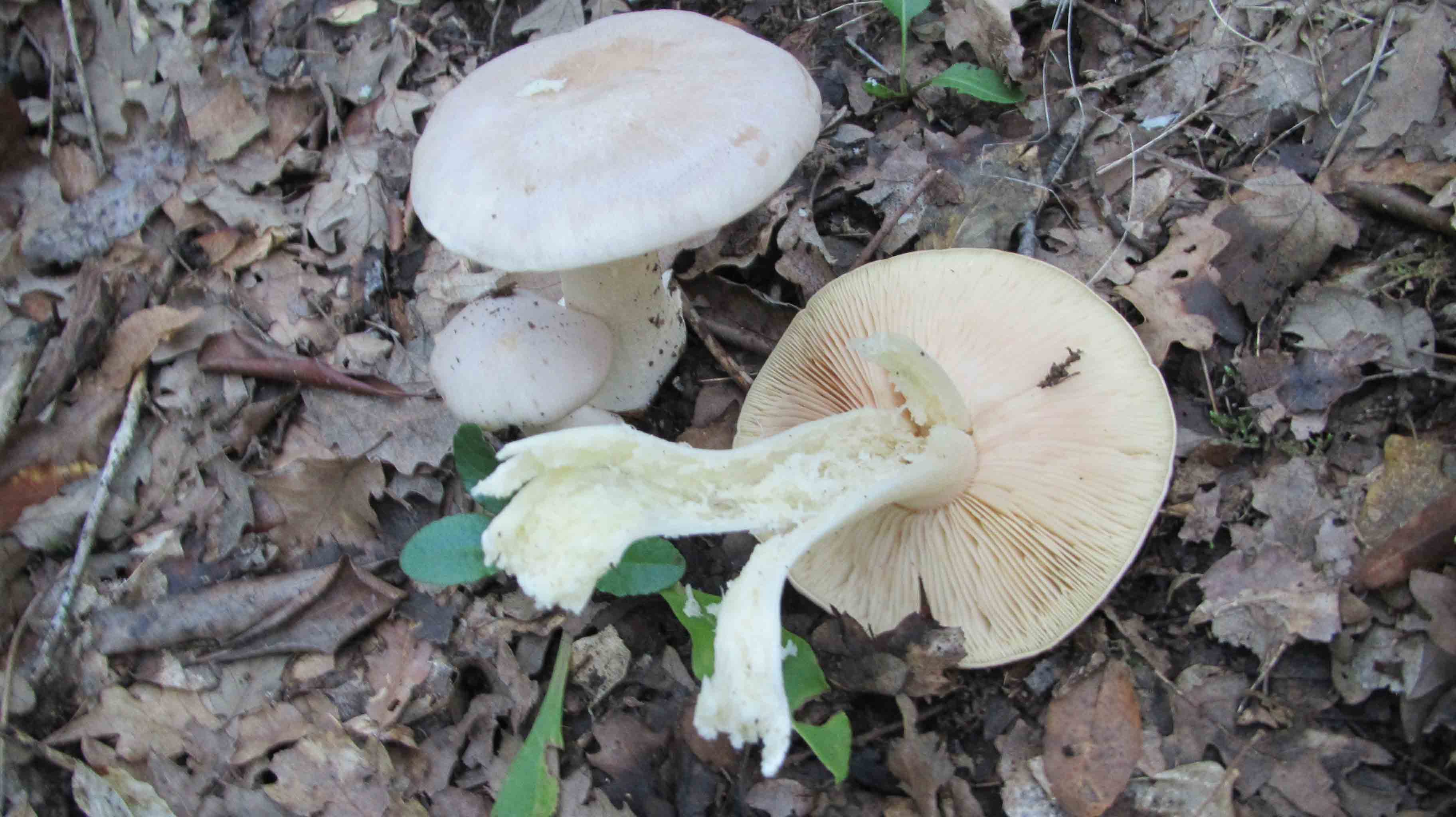 Quando la macchia � cosi'' ... le foto sono d''obbligo.