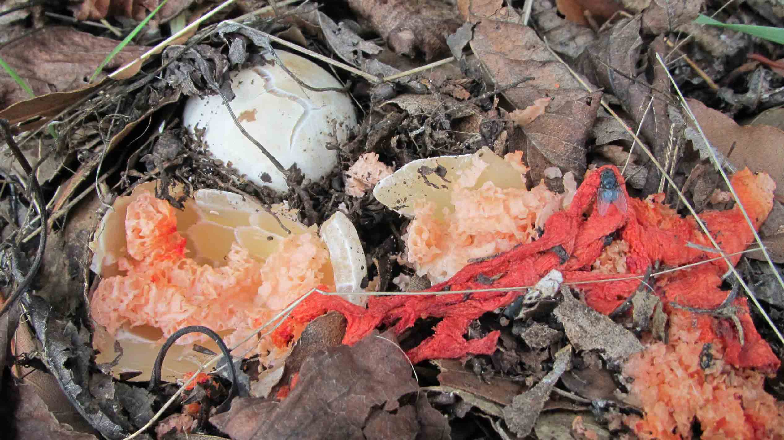 Clathrus ruber ... non so dove postarlo...