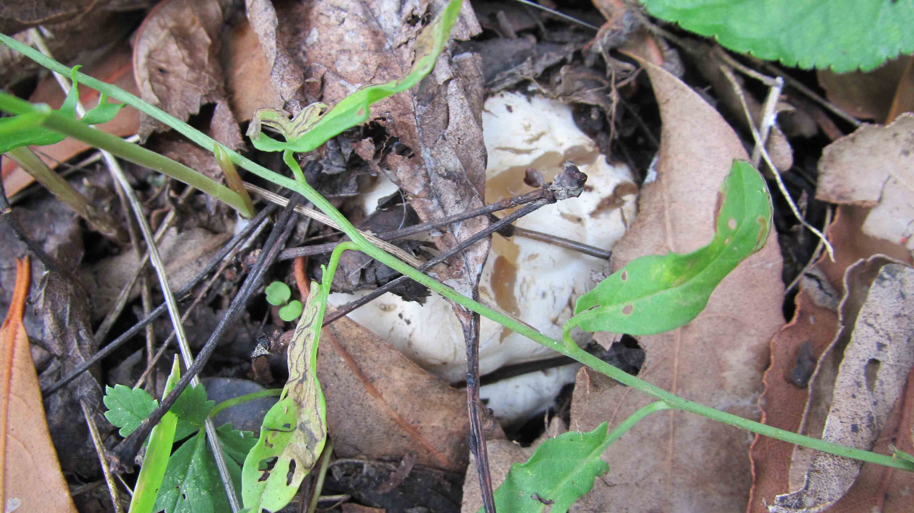 Clathrus ruber ... non so dove postarlo...