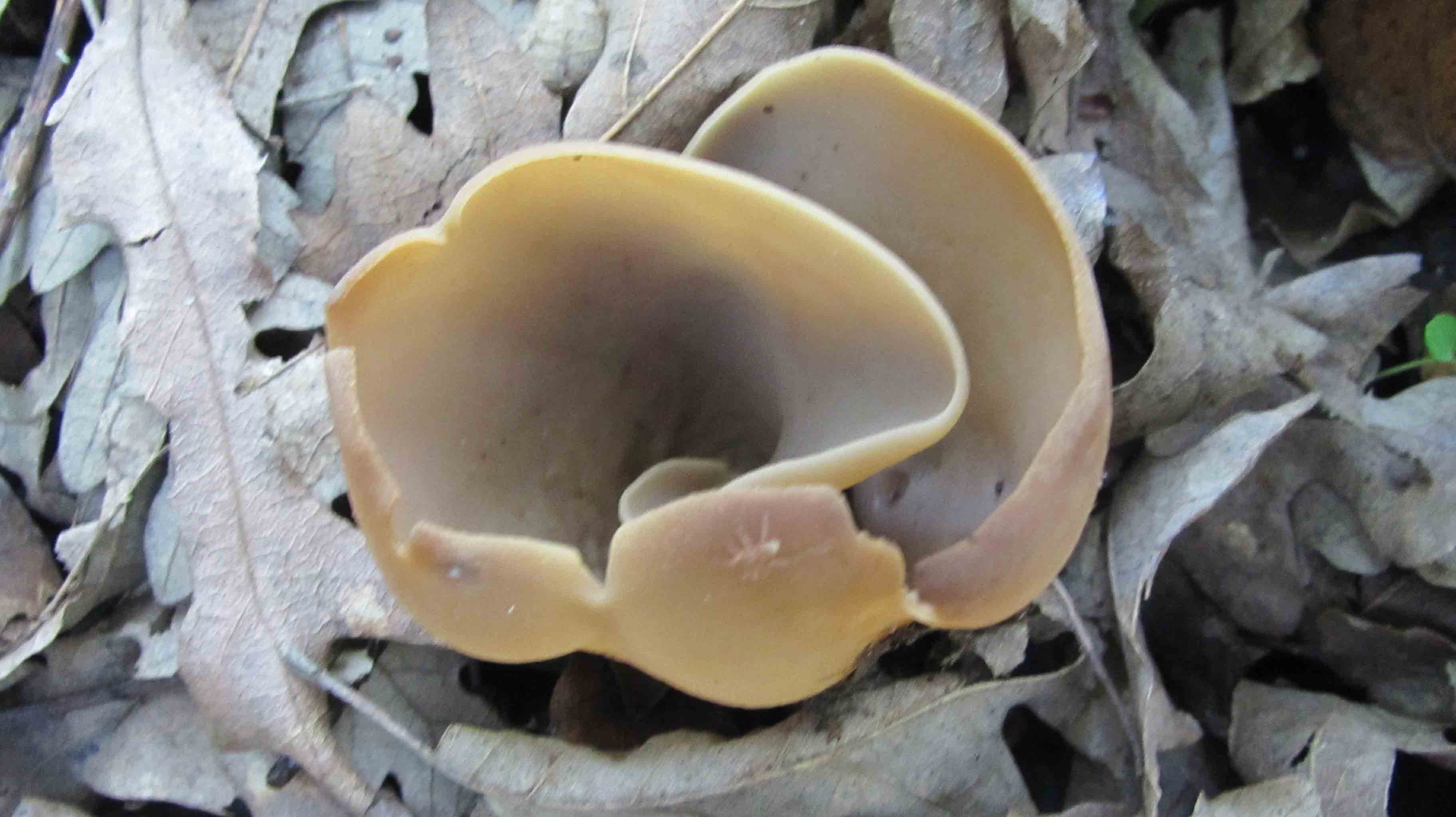 Peziza sp. .. da determinare