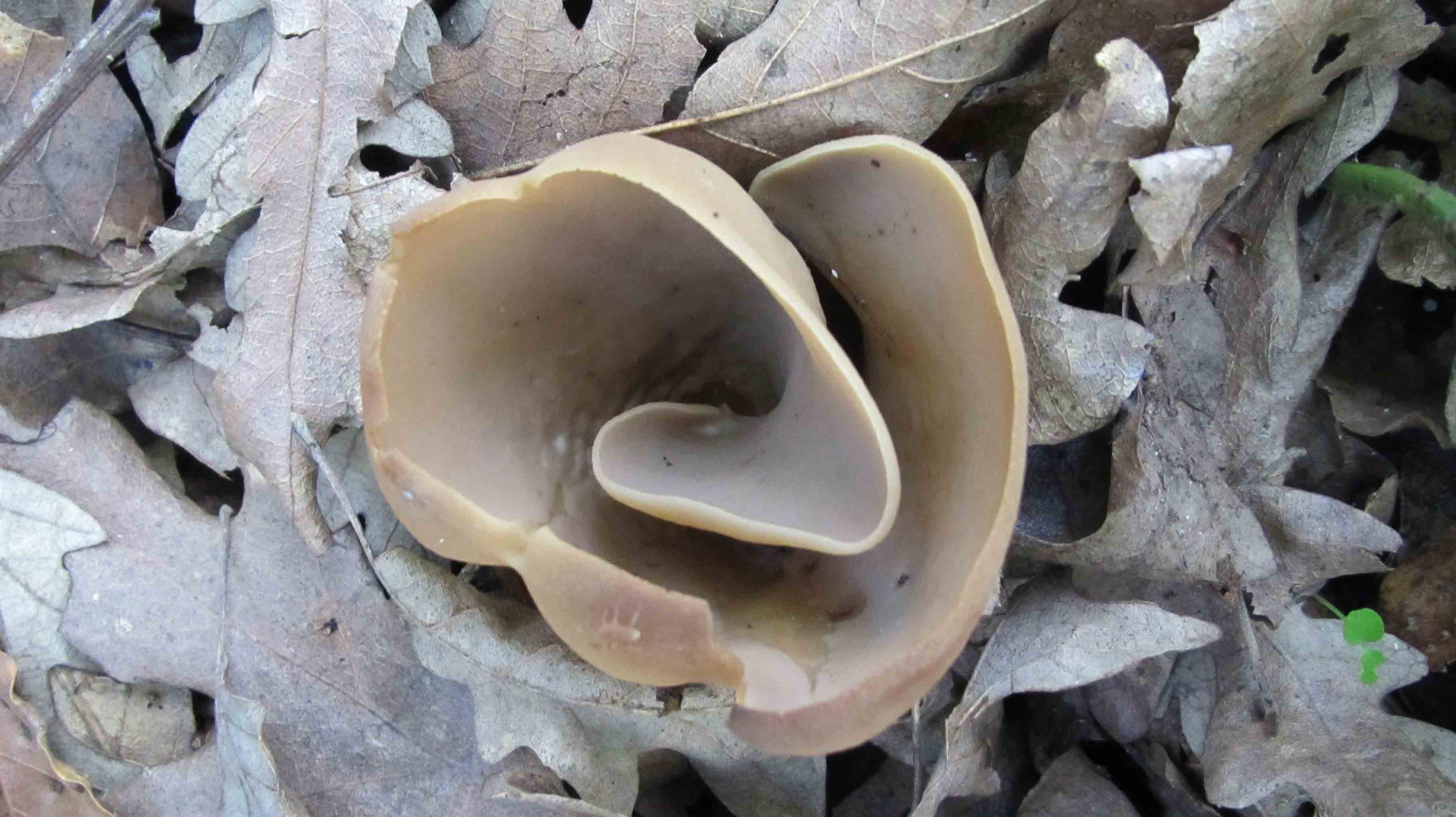 Peziza sp. .. da determinare