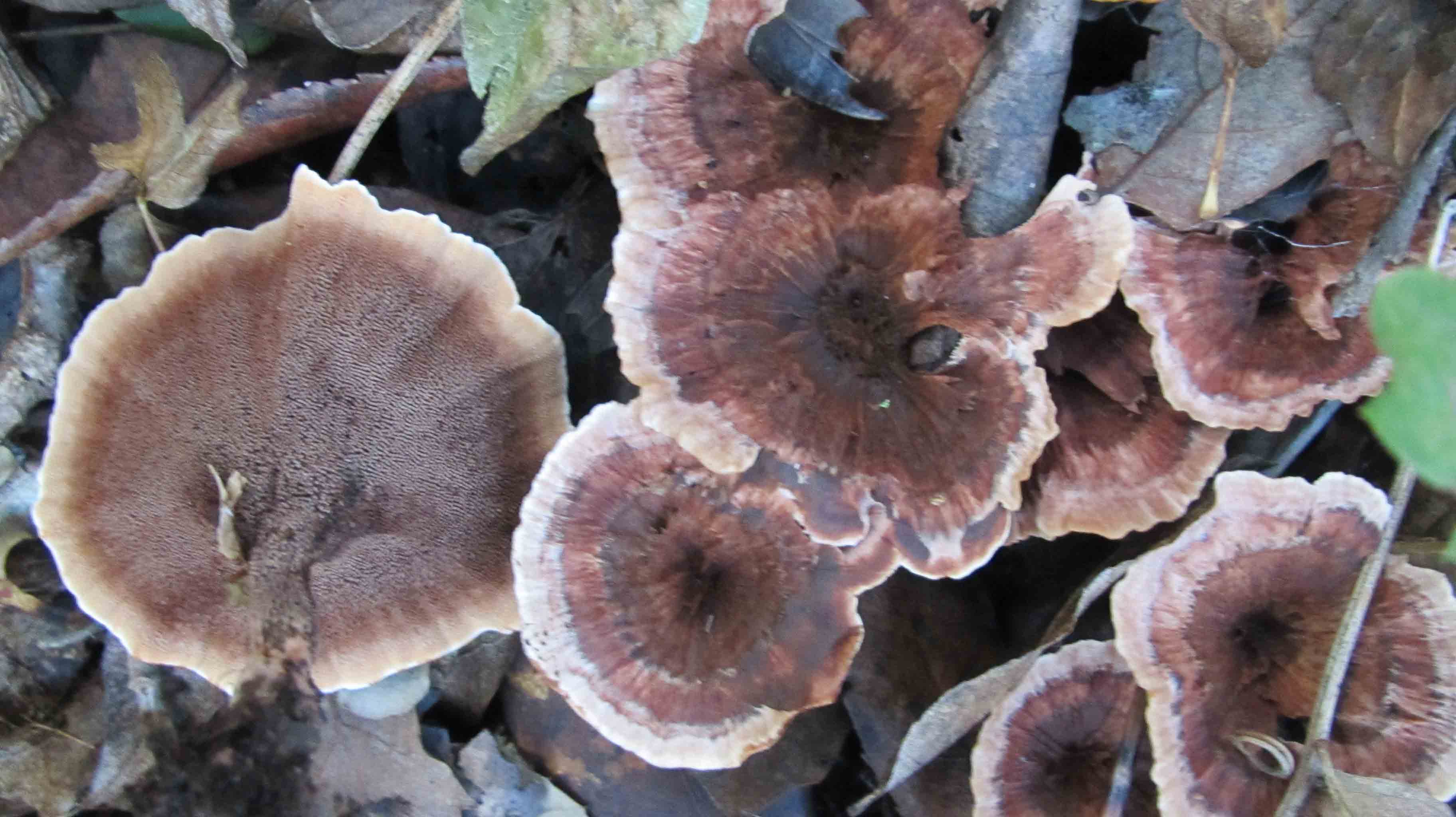 Riabilitazione ... novembrina...