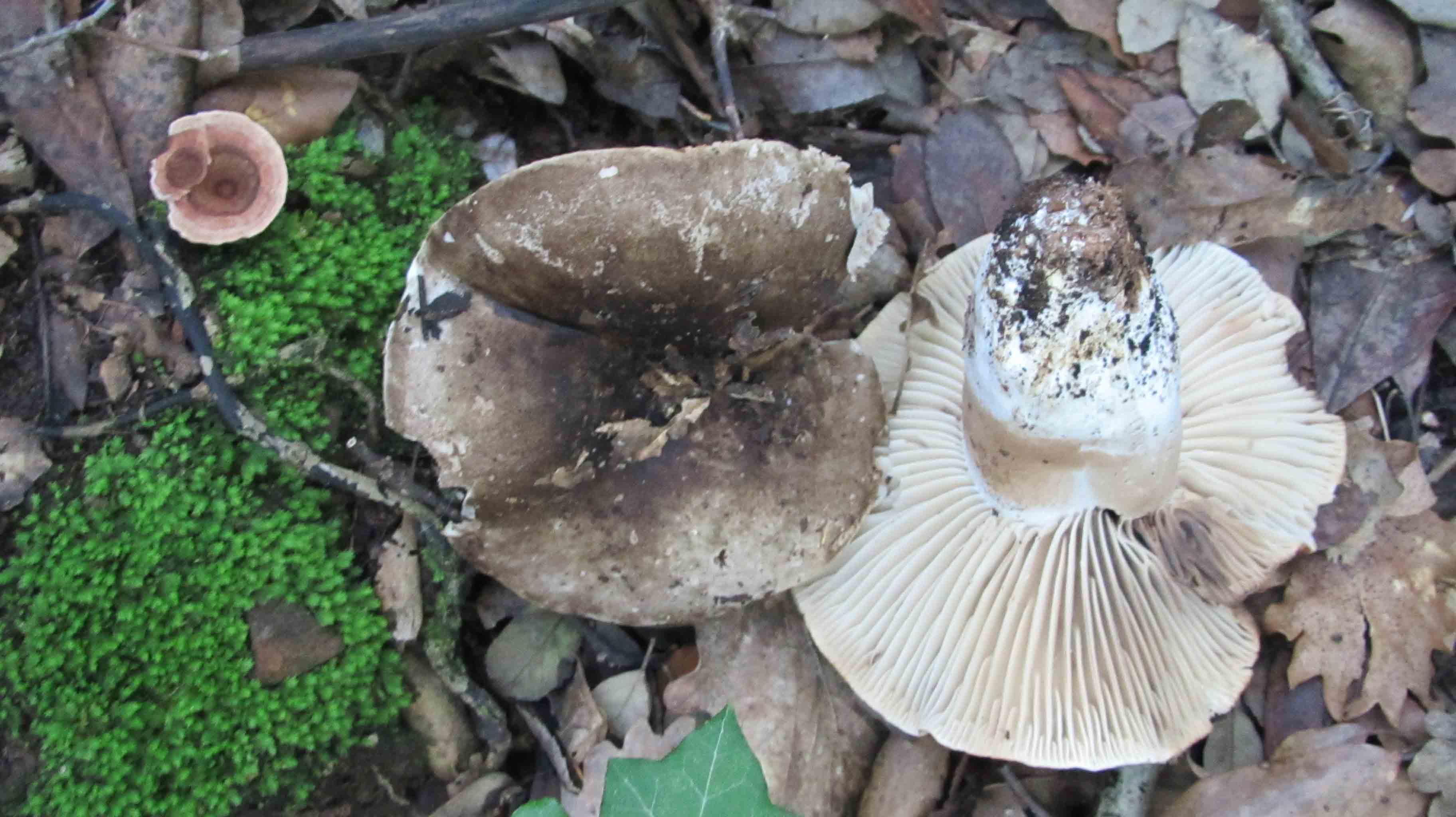 Riabilitazione ... novembrina...