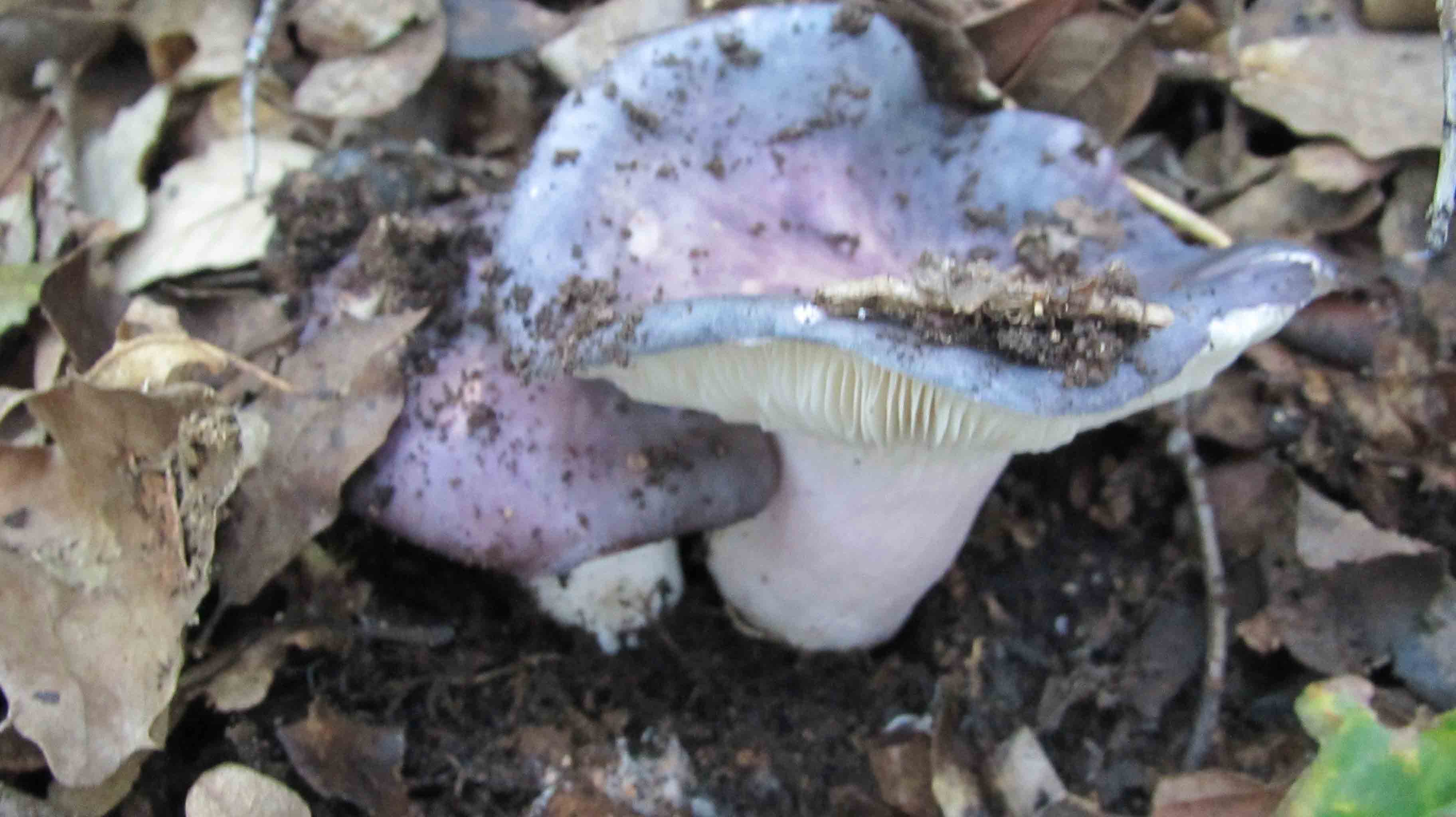 Riabilitazione ... novembrina...