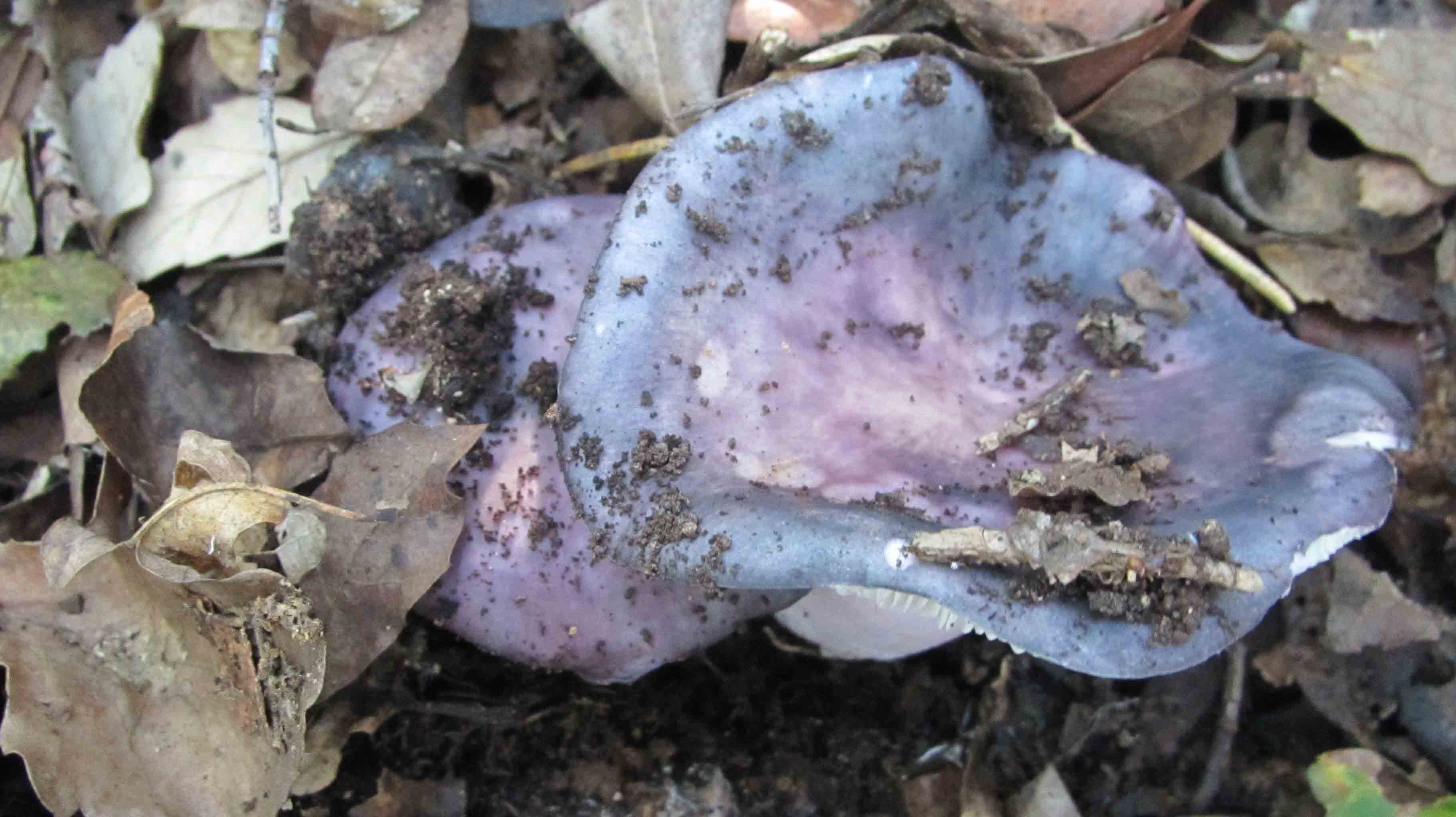 Riabilitazione ... novembrina...