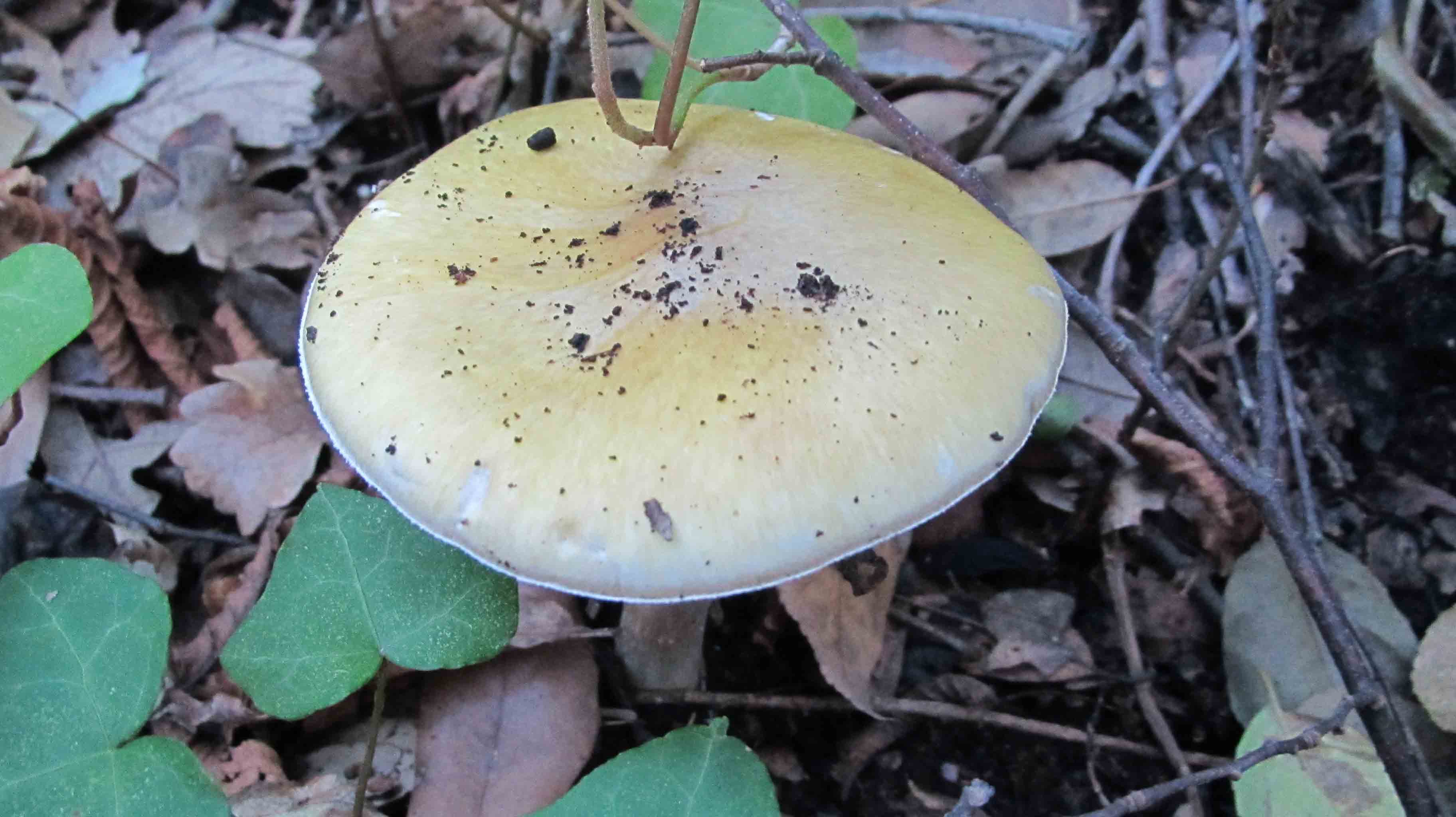 Riabilitazione ... novembrina...