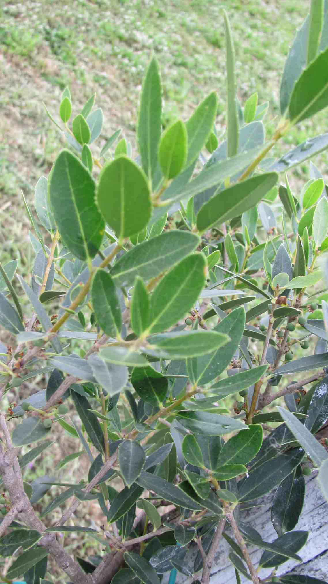 Pianta 1 nonni/nipoti