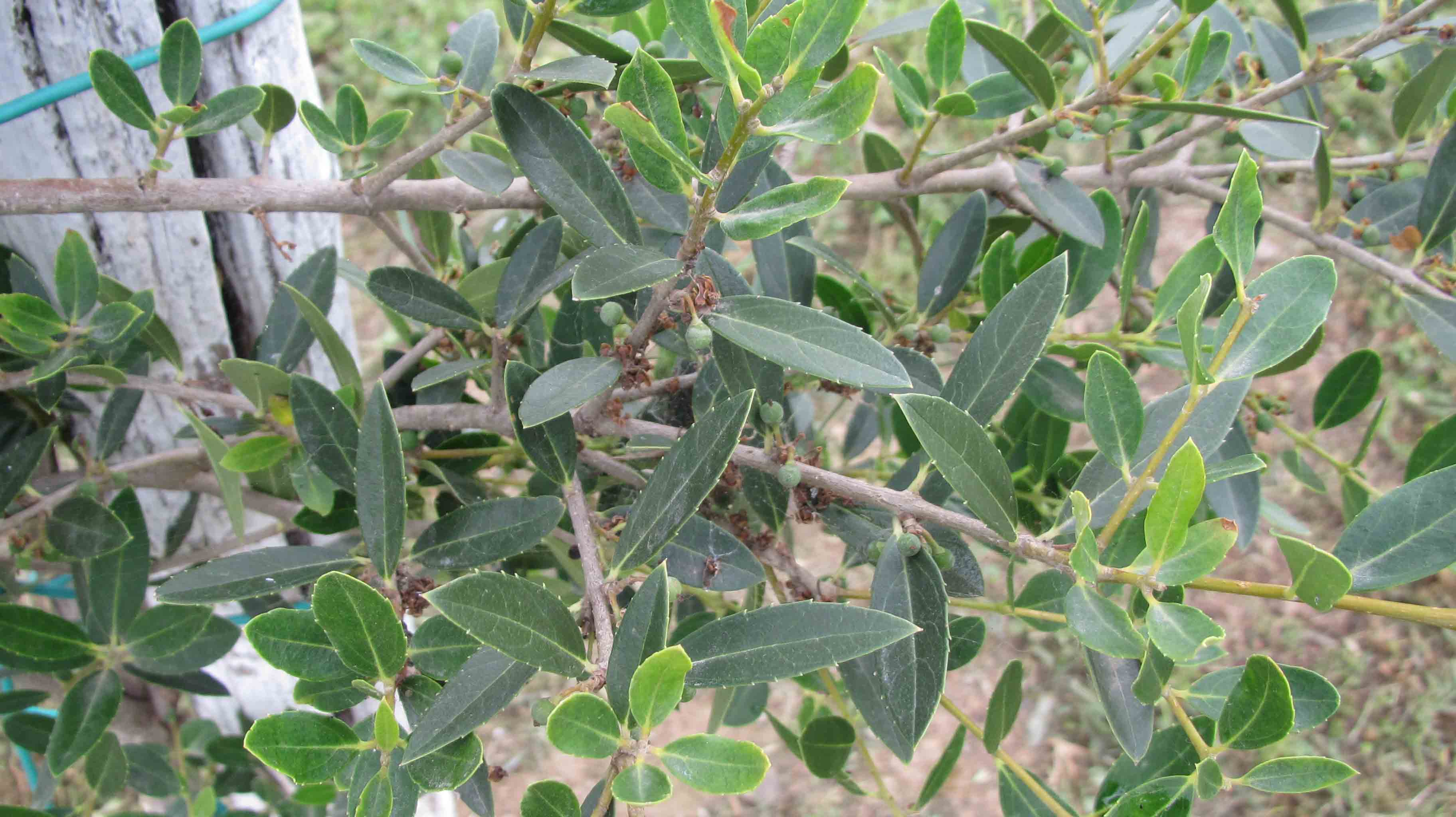 Pianta 1 nonni/nipoti