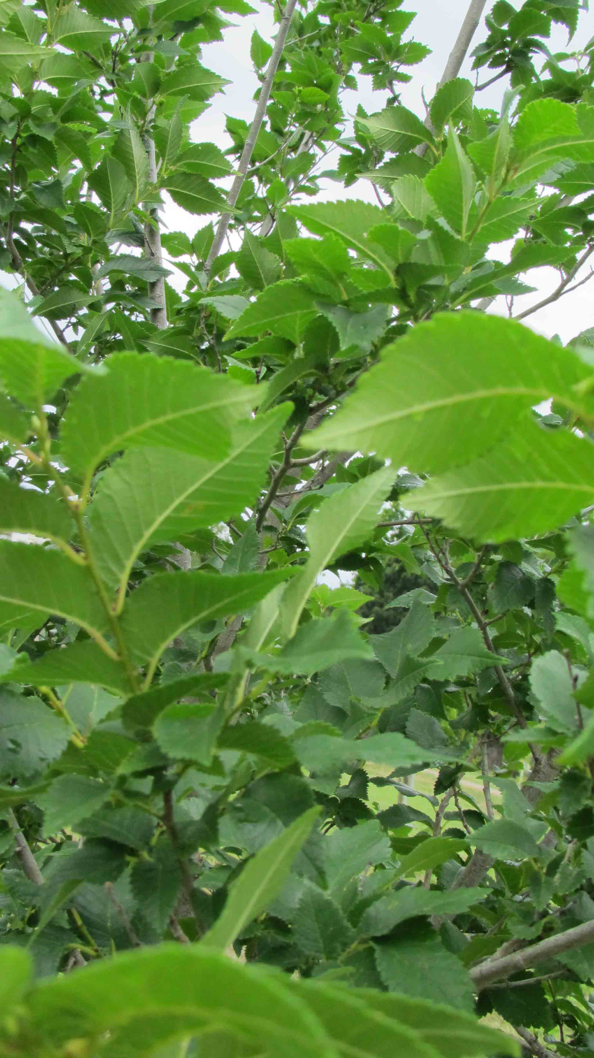 Pianta 7  nonni/nipoti