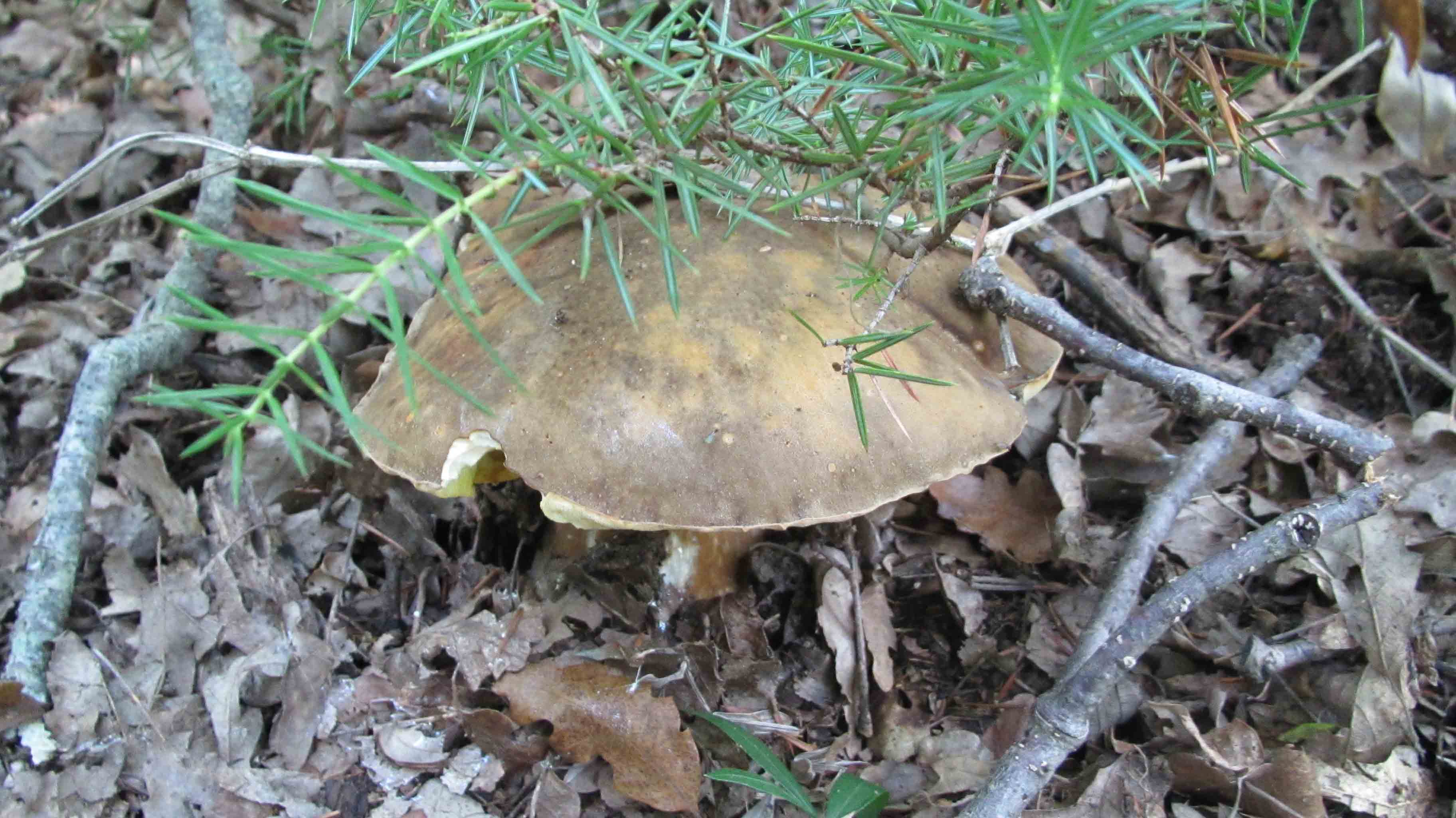 ... tre giorni di foto e bei funghi.. che bello!