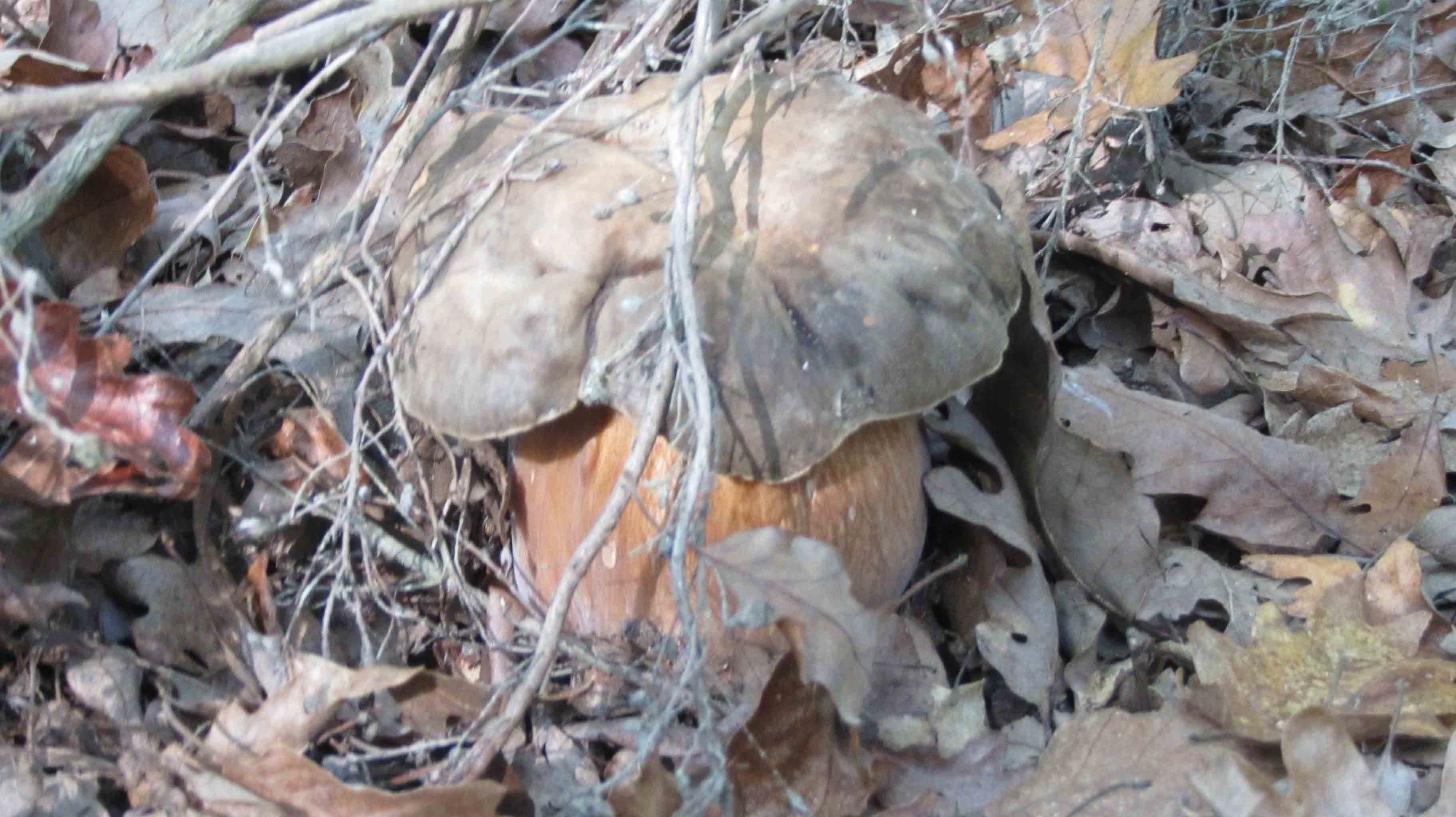 ... tre giorni di foto e bei funghi.. che bello!