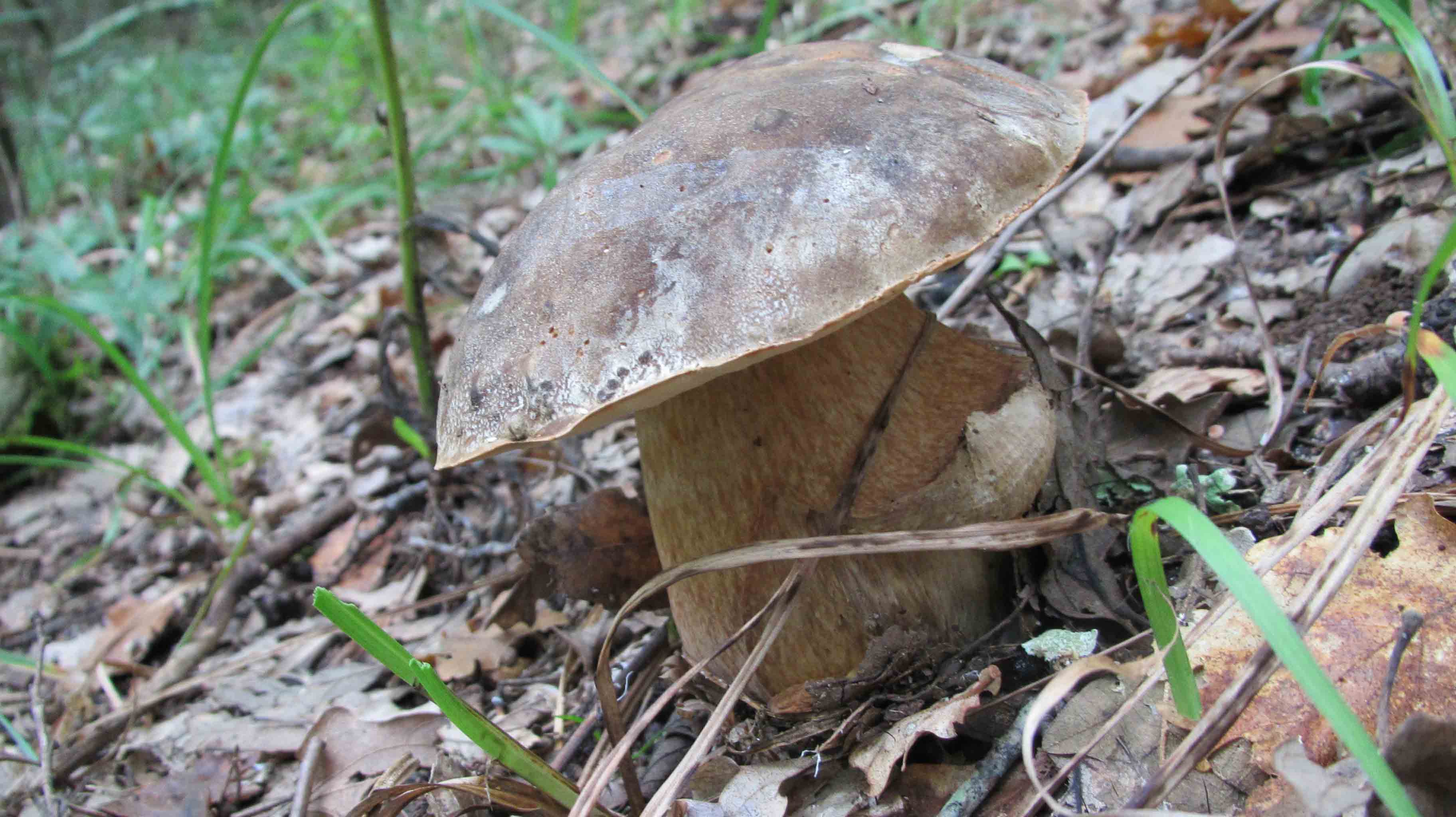 ... tre giorni di foto e bei funghi.. che bello!
