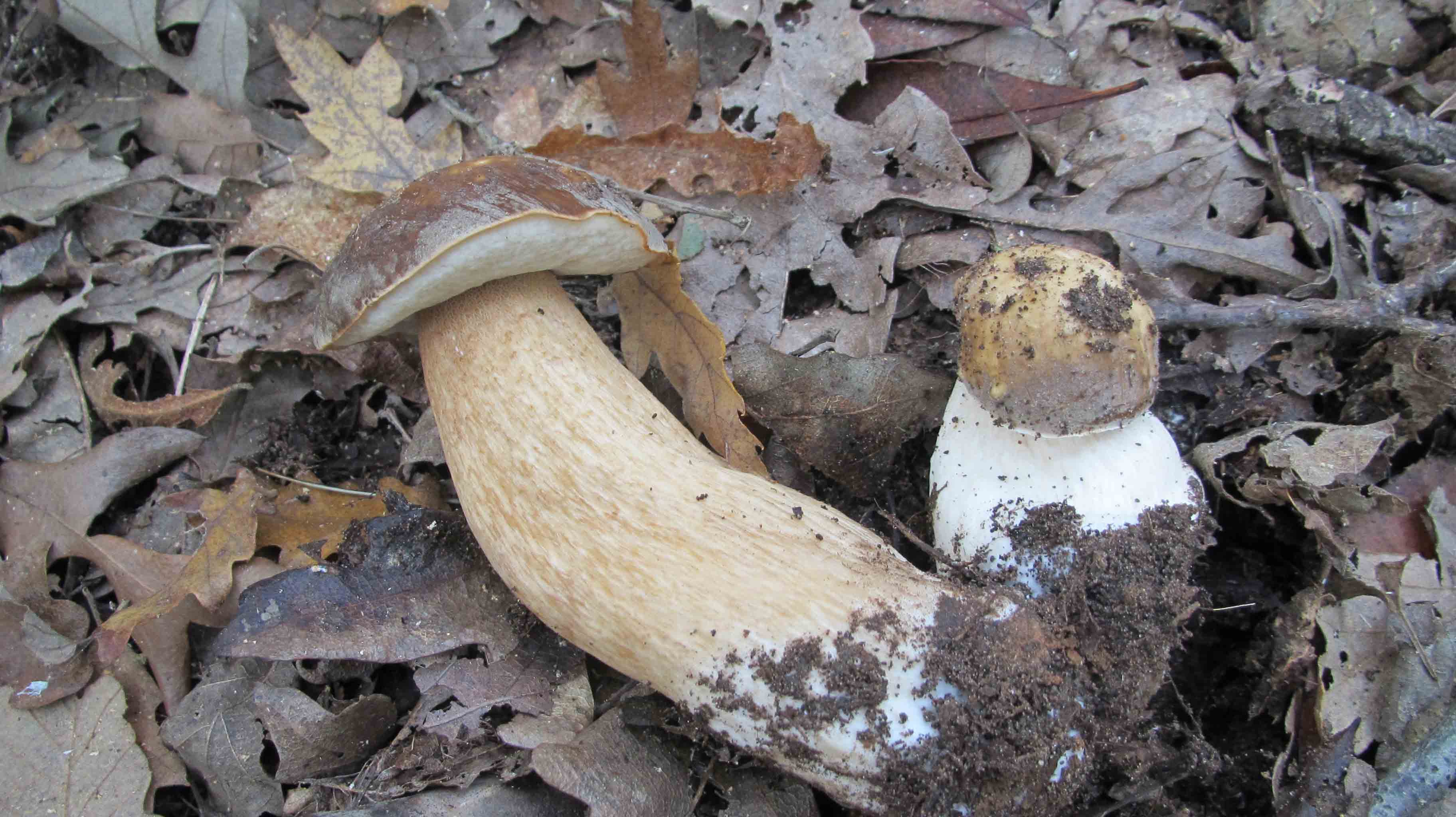 ... tre giorni di foto e bei funghi.. che bello!