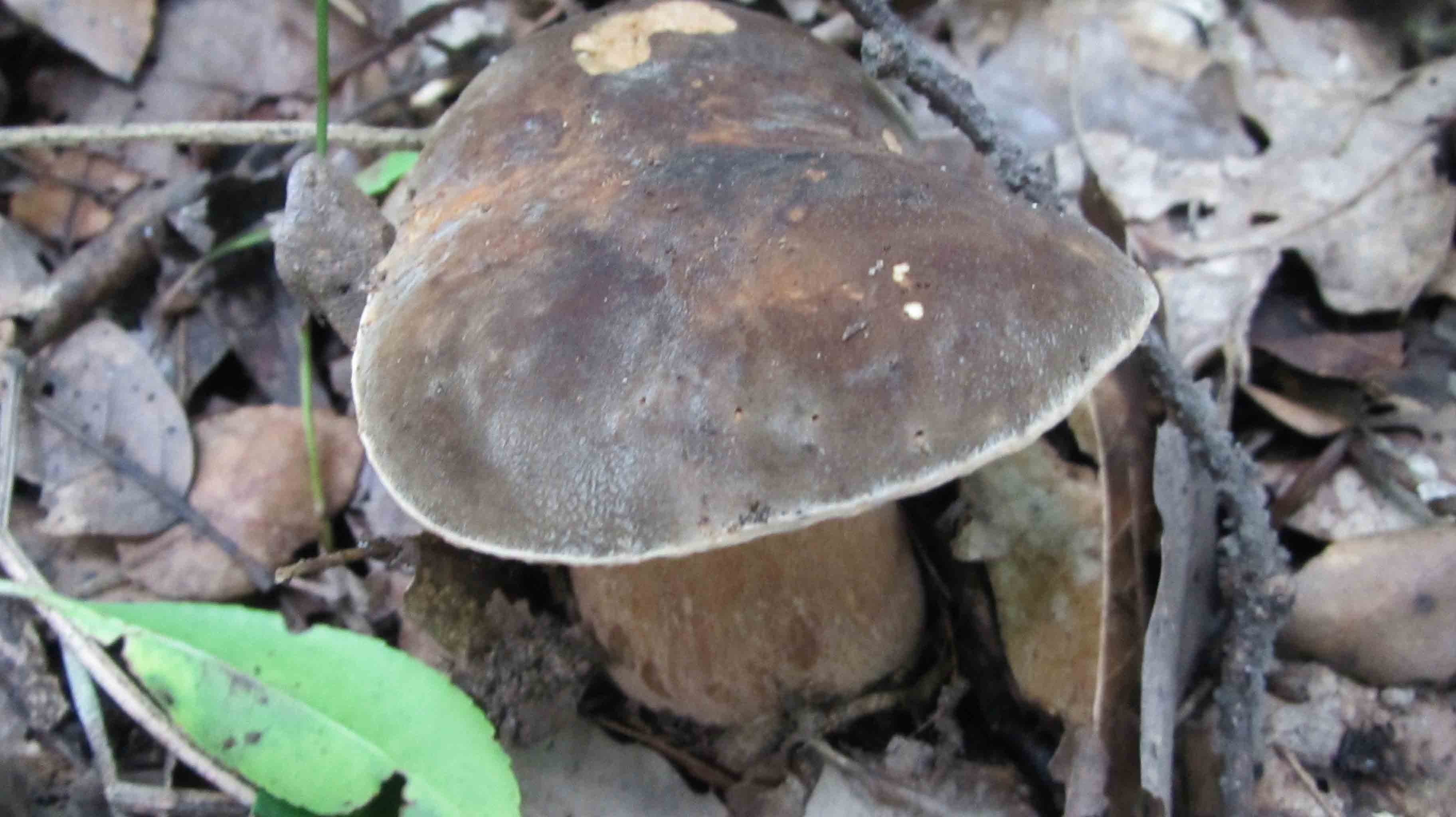 ... tre giorni di foto e bei funghi.. che bello!
