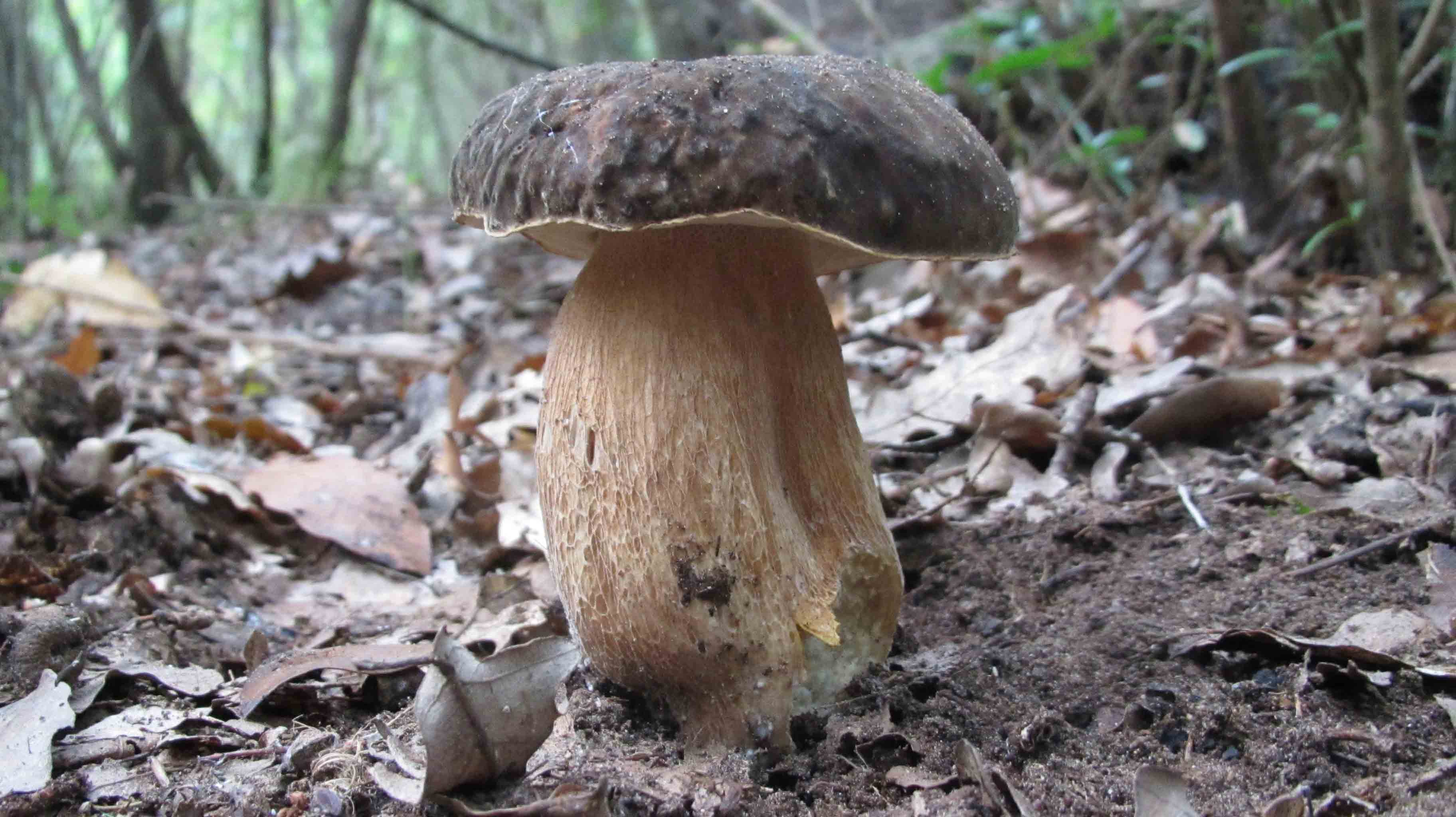 ... tre giorni di foto e bei funghi.. che bello!