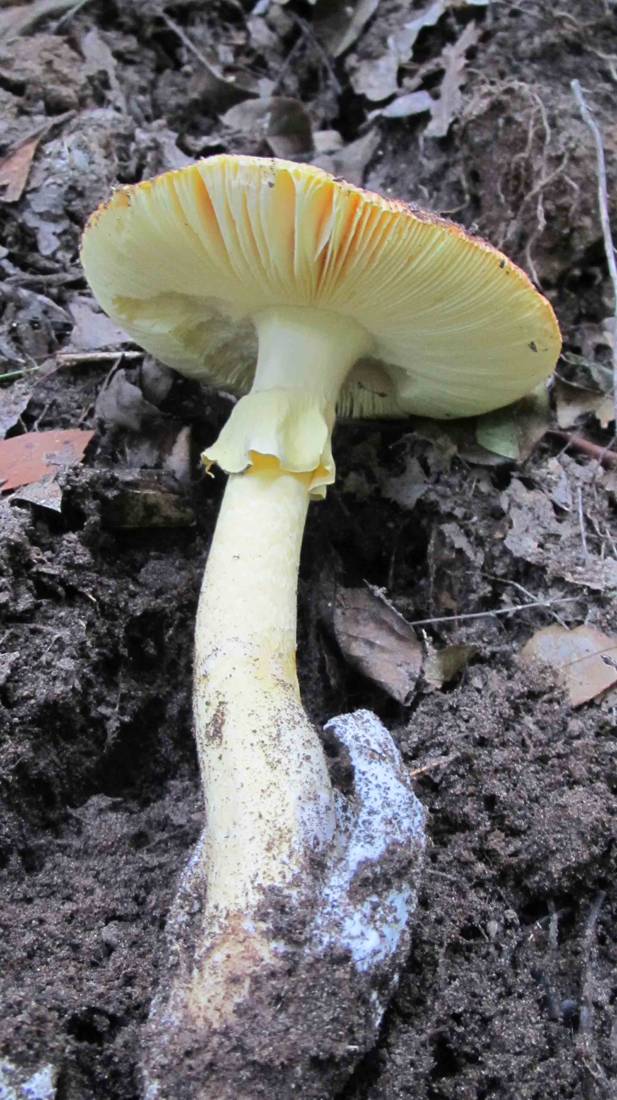 ... tre giorni di foto e bei funghi.. che bello!
