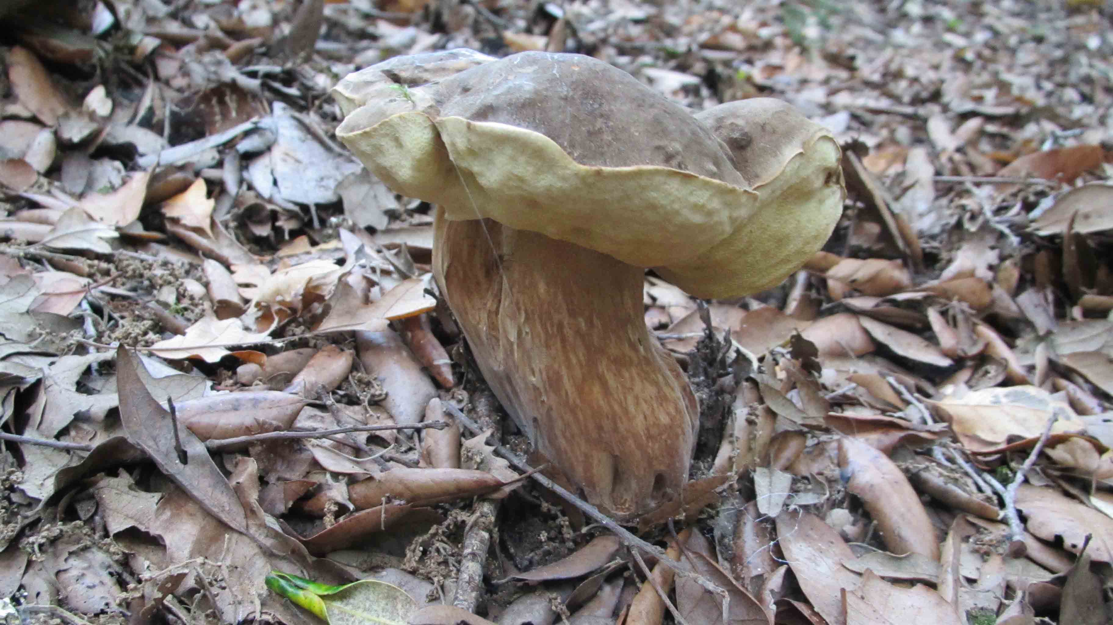 ... tre giorni di foto e bei funghi.. che bello!