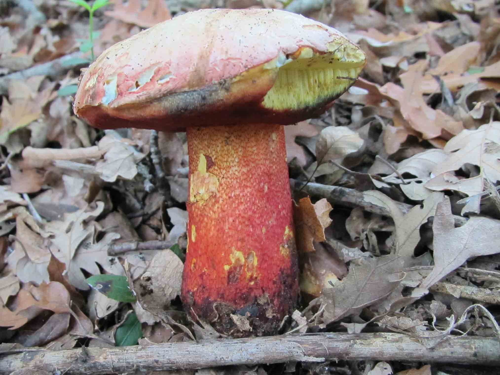 Boletus rhodoxanthus ..?