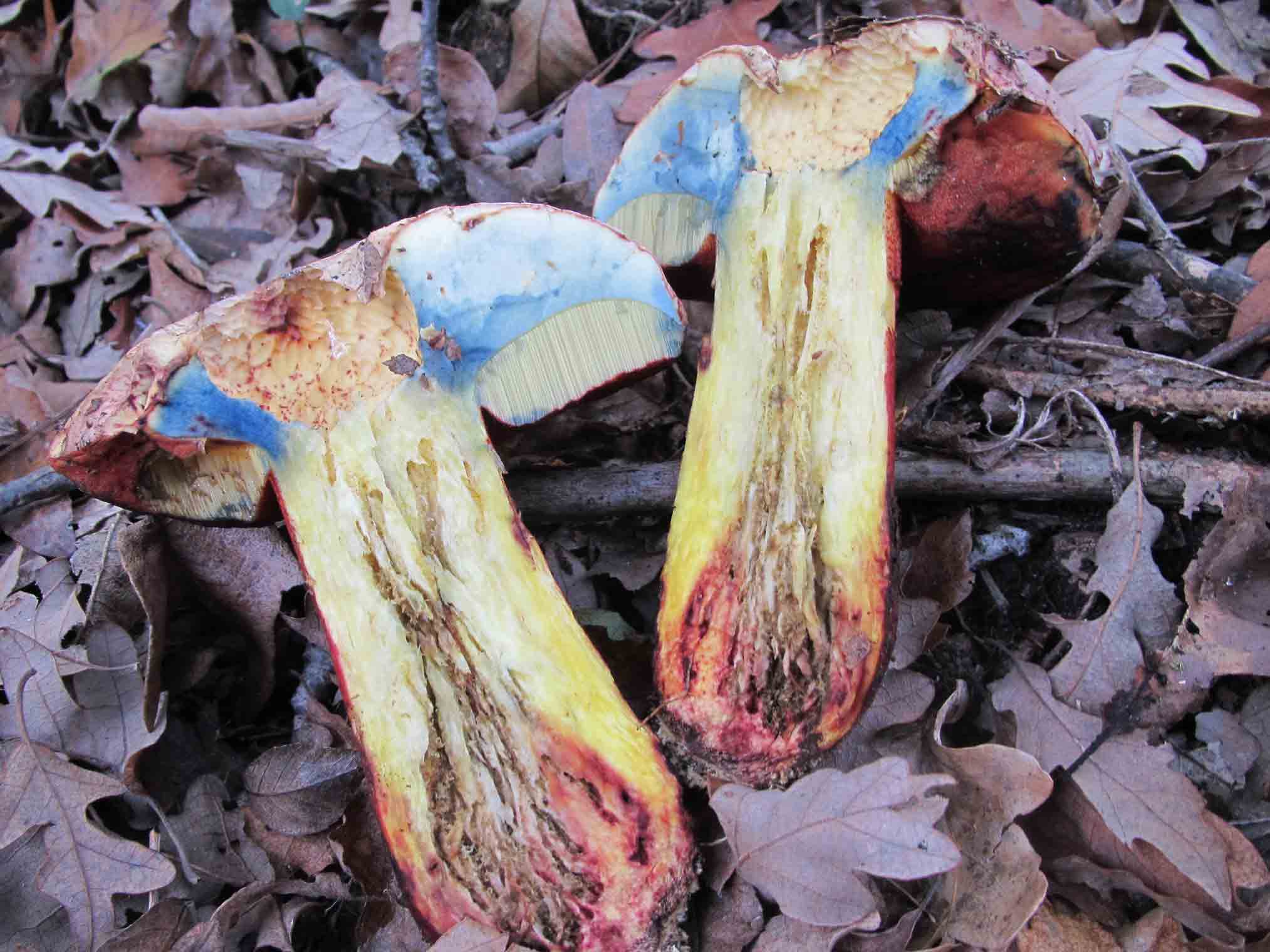 Boletus rhodoxanthus ..?