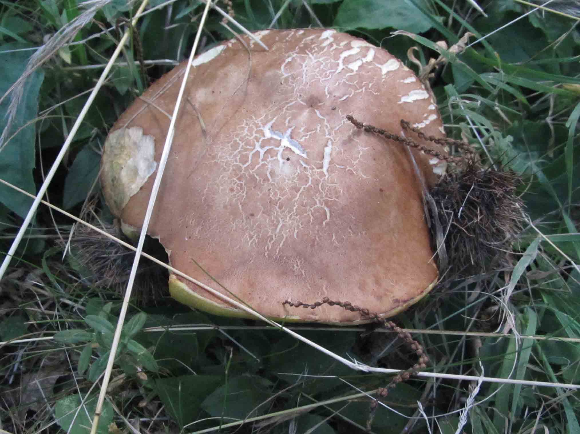 10) Fotogr. il 18.07.2014.sotto Quercia