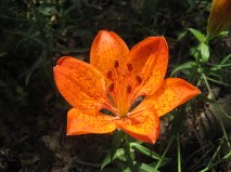 Lilium bulbiferum subsp. croceum