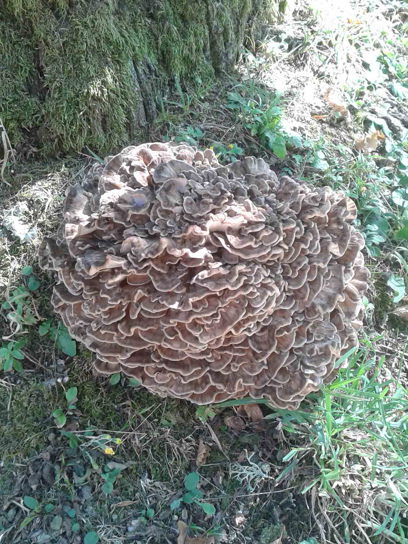 Fungo grifo