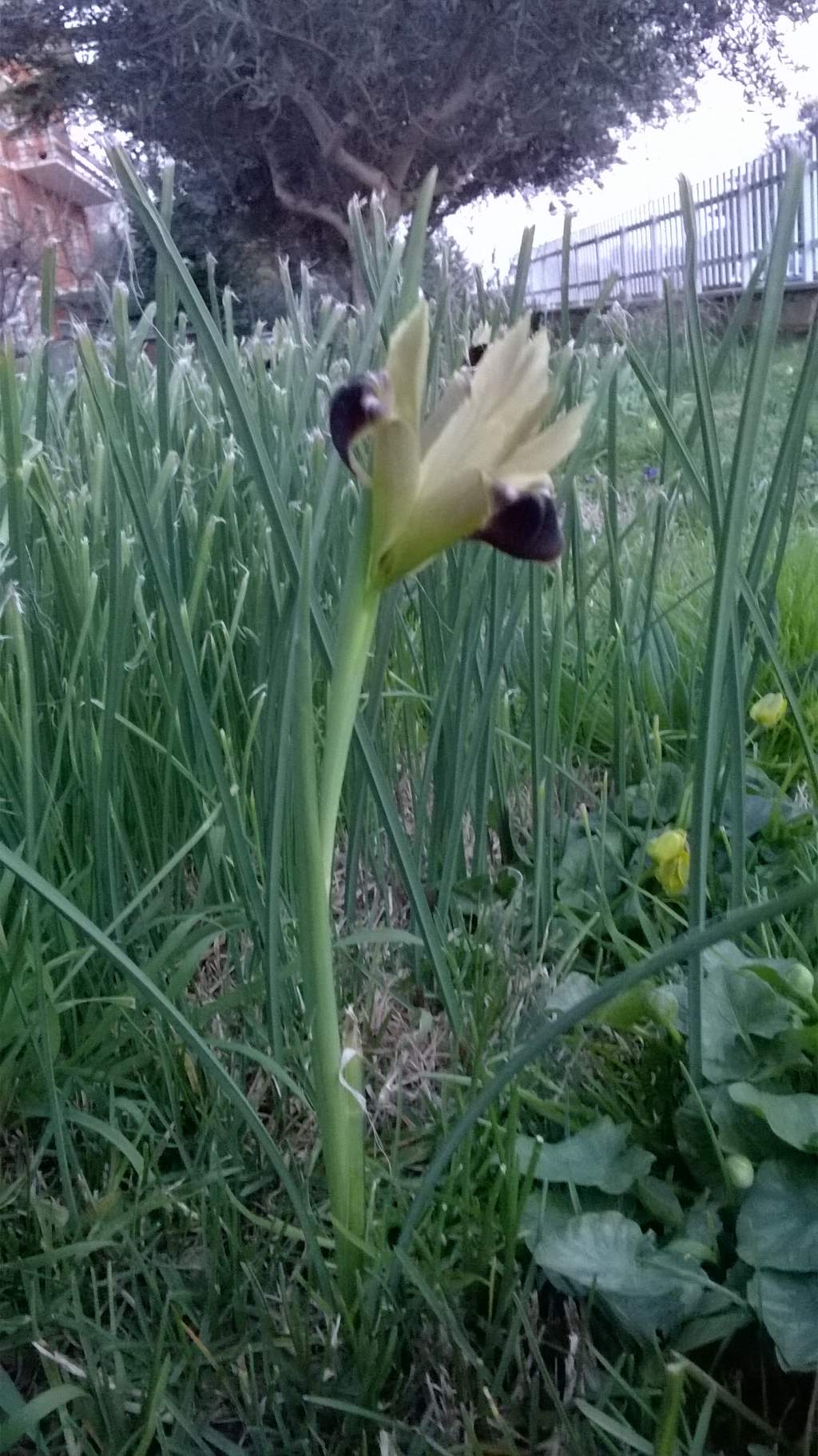 Iris tuberosa (=Hermodactylus tuberosus)