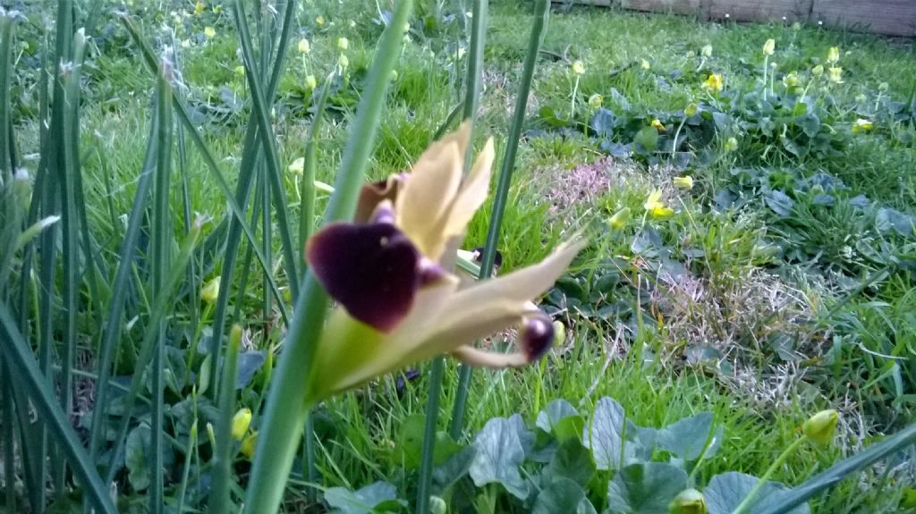 Iris tuberosa (=Hermodactylus tuberosus)