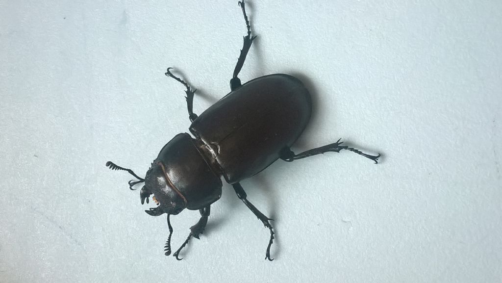 femmina di cervus o tetraodon?  Lucanus tetraodon !