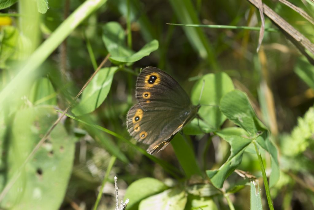 Richiesta id: Erebia medusa - Nymphalidae