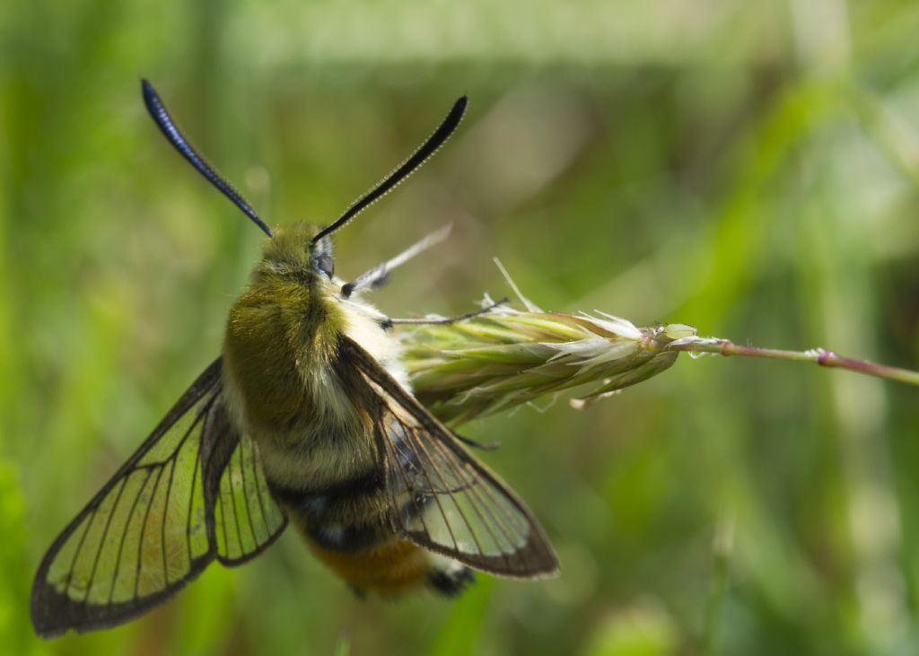 Altra identificazione: Hemaris tityus