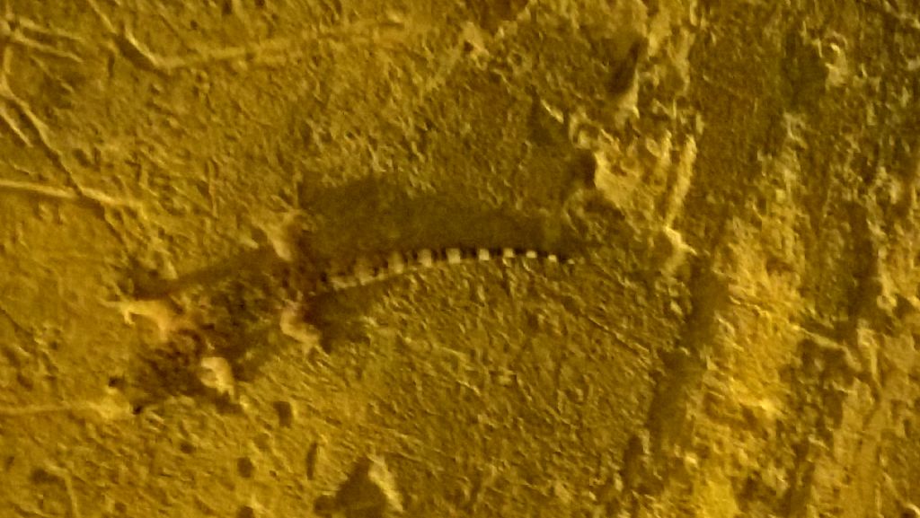 Geco?...S...Hemidactylus turcicus (cfr.)