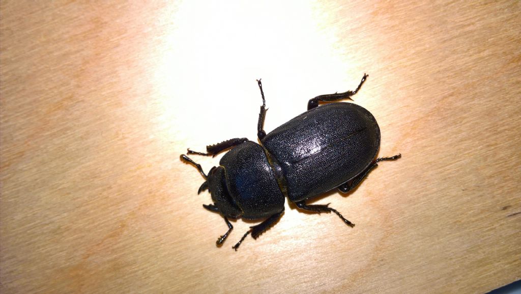 Dorcus parallelipipedus (Lucanidae), femmina