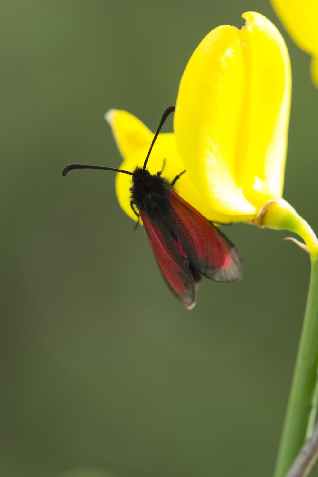 Quale Zygaena? Zygaena (Mesembrynus) purpuralis