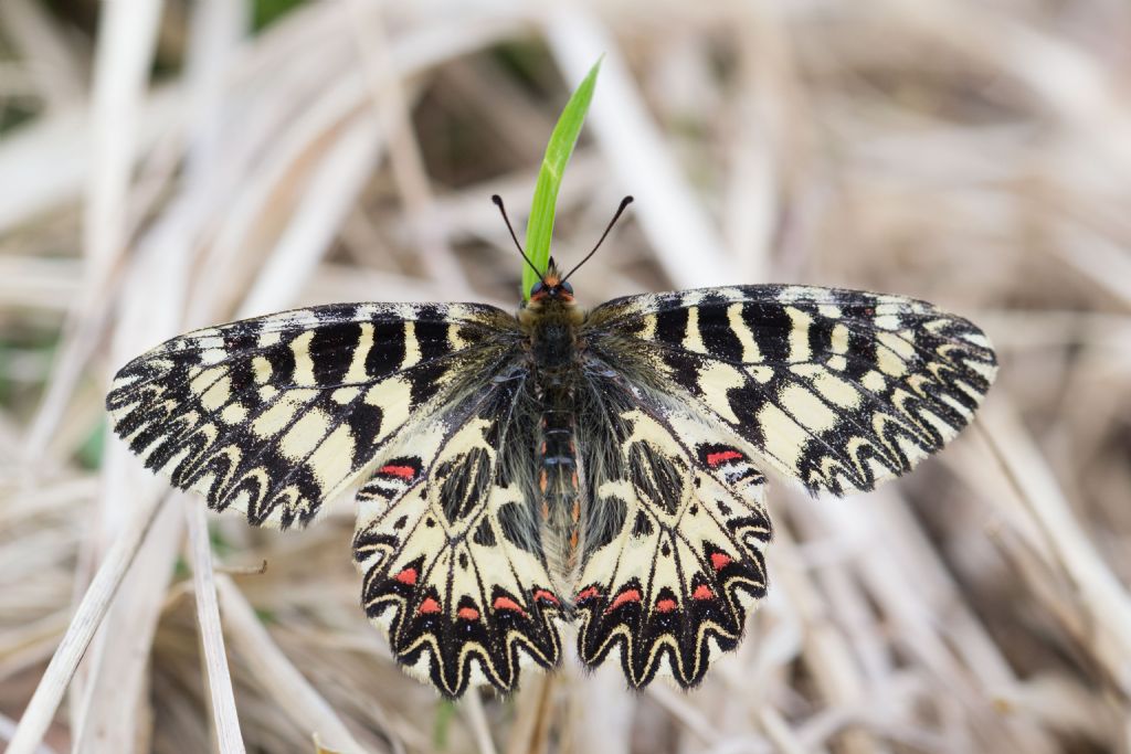 Finalmente la Zerynthia cassandra