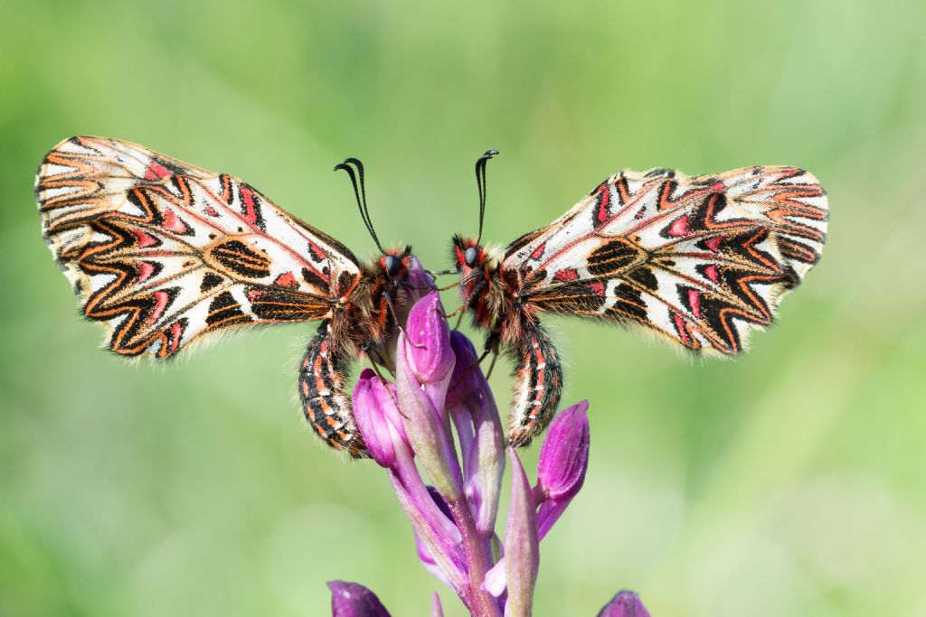 Finalmente la Zerynthia cassandra