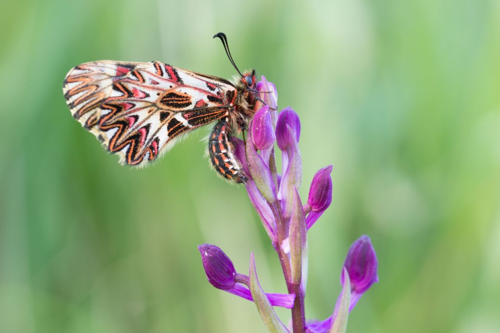 Finalmente la Zerynthia cassandra