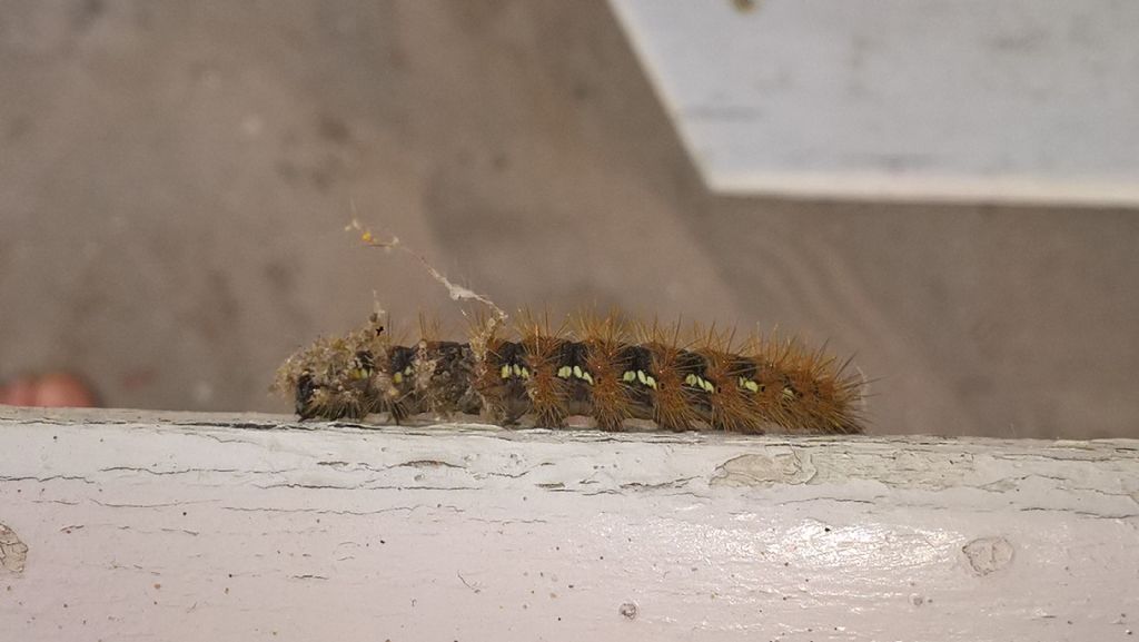 Larva di Euplagia quadripunctaria (Erebidae Arctiinae)