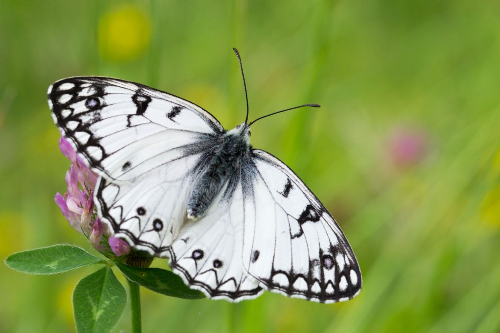 Melanargia arge - aberrante