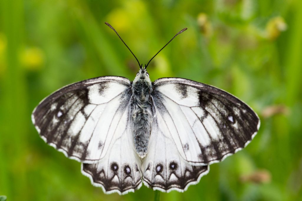 Melanargia arge - aberrante