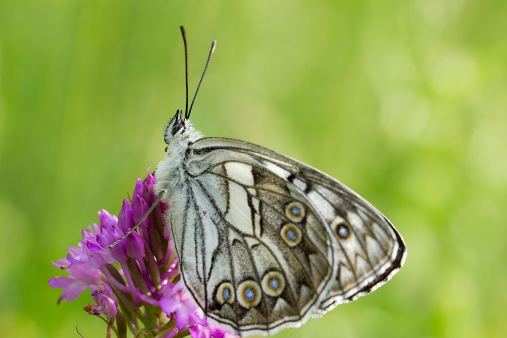 Melanargia arge - aberrante