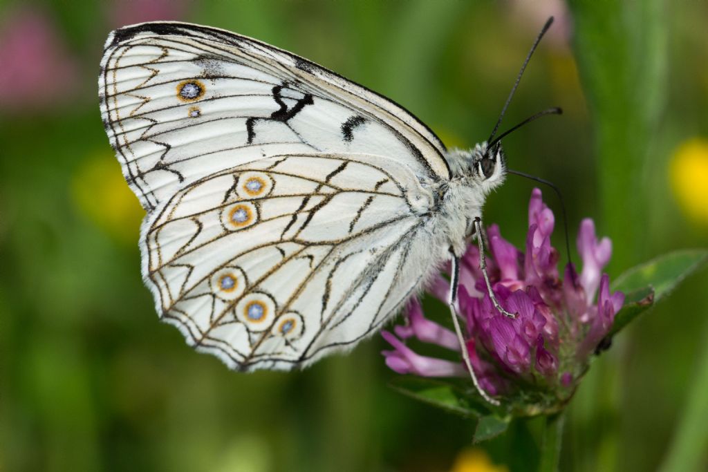 Melanargia arge - aberrante