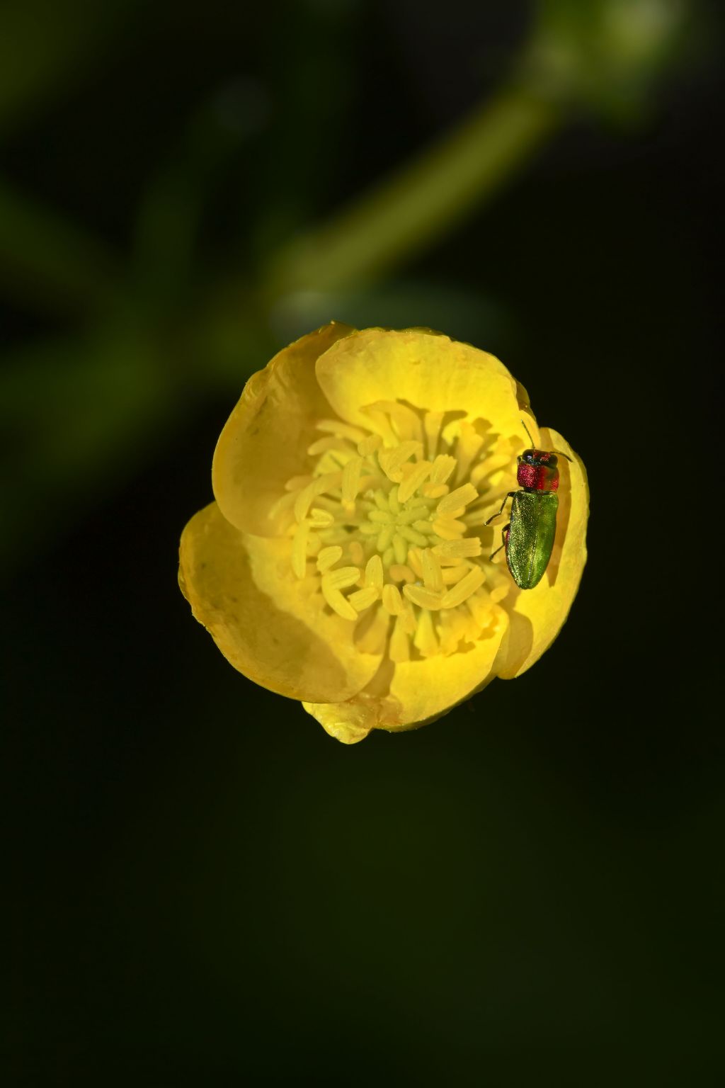 Buprestide: Anthaxia nitidula
