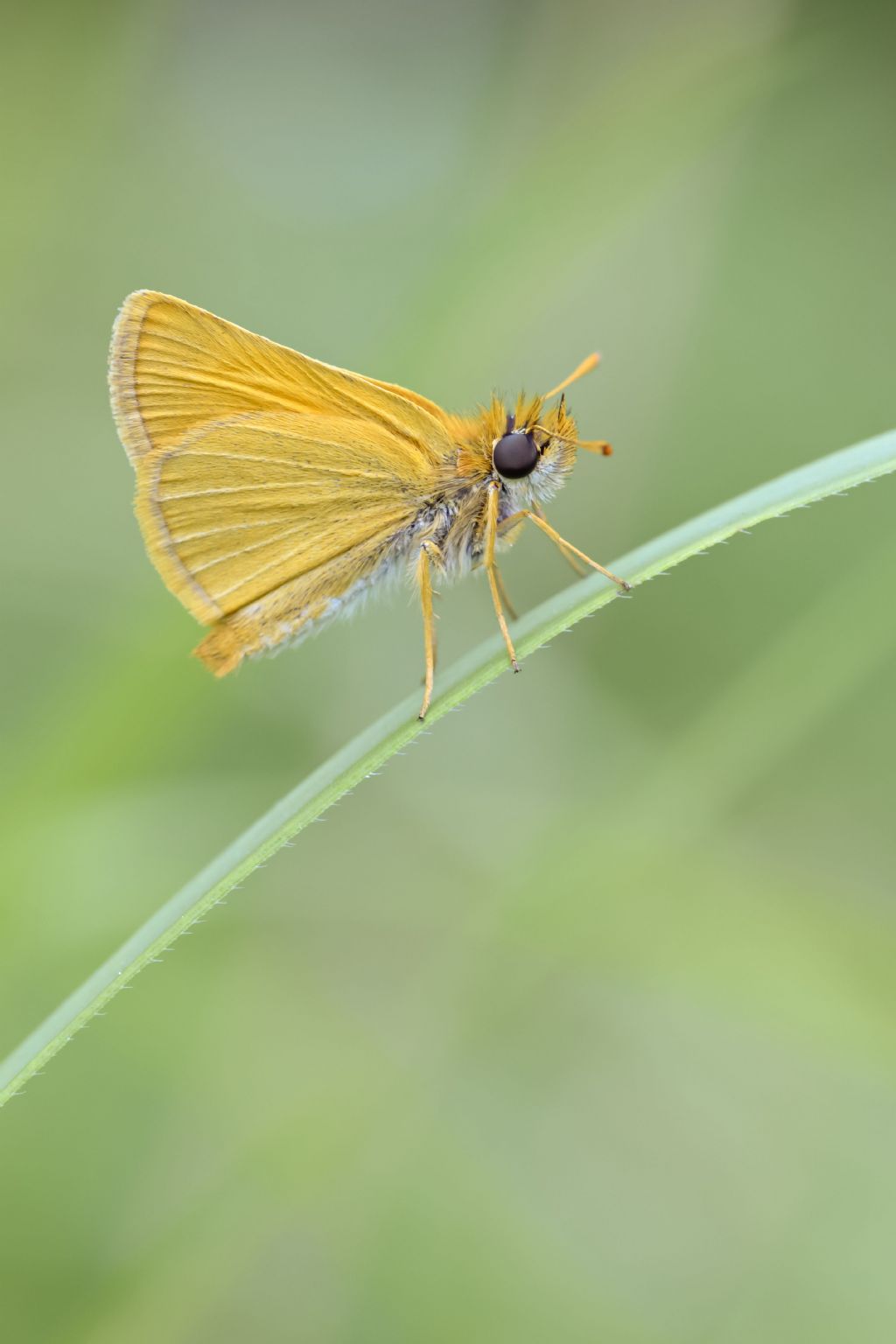 Thymelicus sylvestris?  No, Tymelicus acteon, maschio