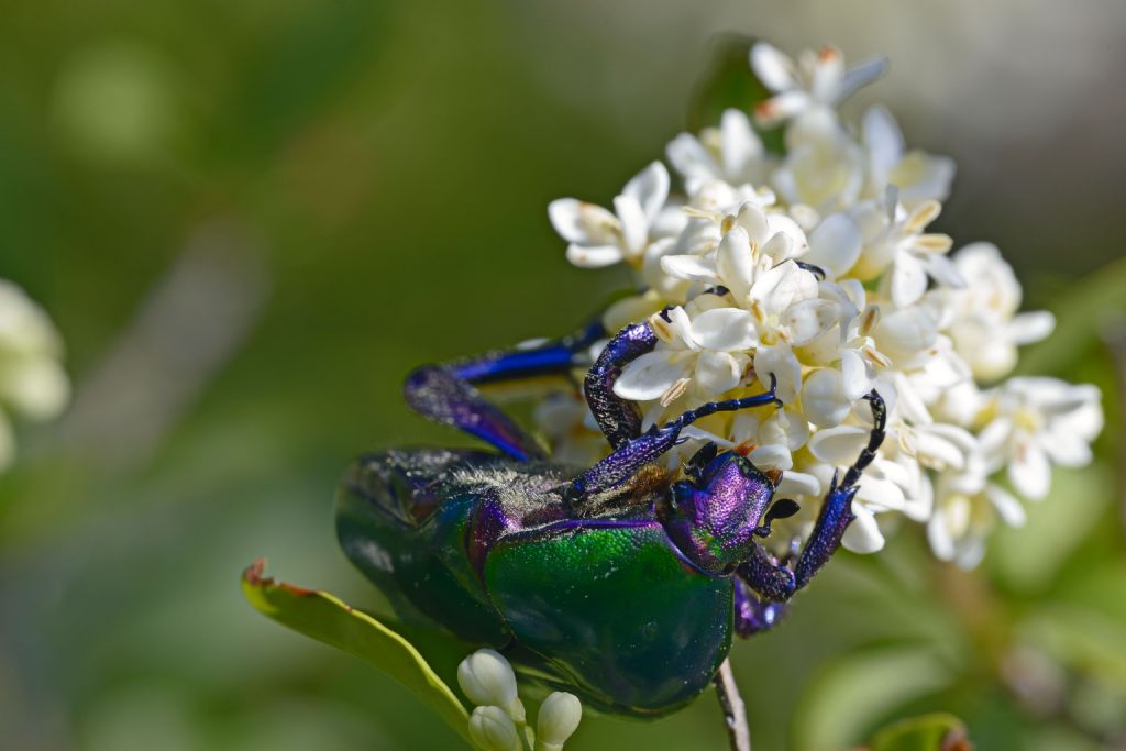 Cetoniidae: Protaetia cuprea cuprea