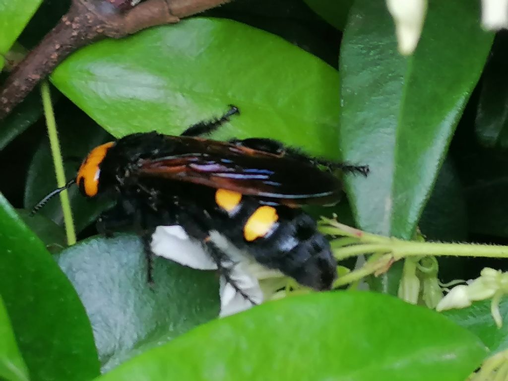 Megascolia maculata flavifrons, femmina
