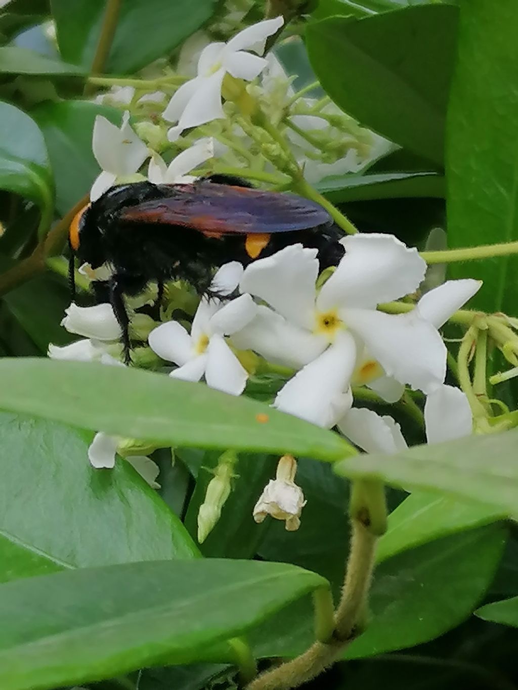 Megascolia maculata flavifrons, femmina